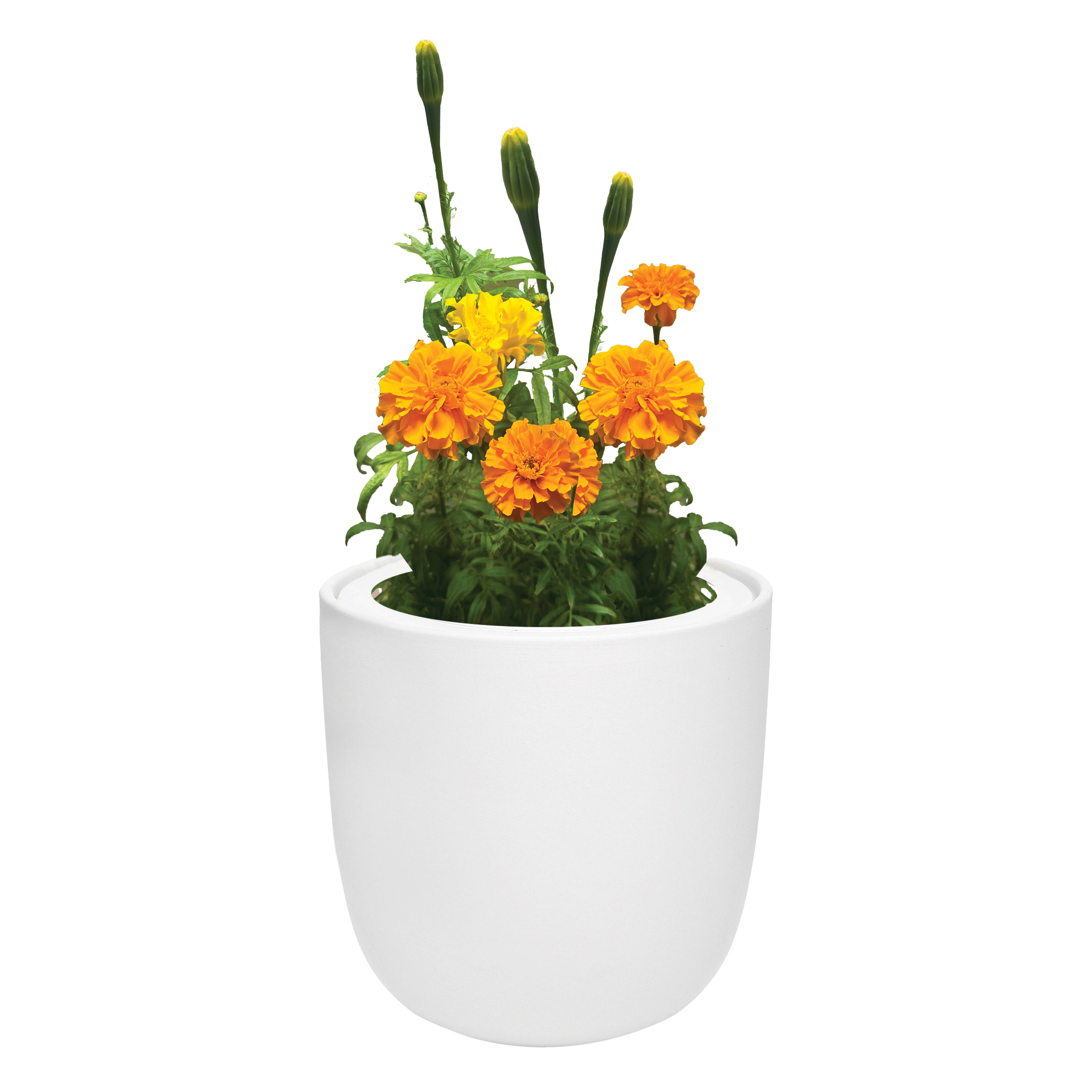 Marigold White Ceramic Pot Hydroponic Growing Kit with Seeds