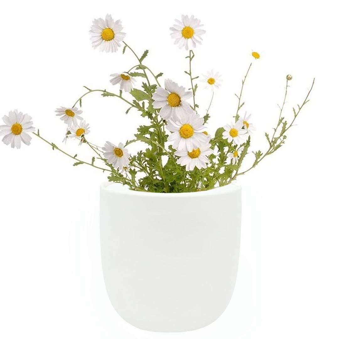Chamomile White Ceramic Pot Hydroponic Growing Kit with Seeds