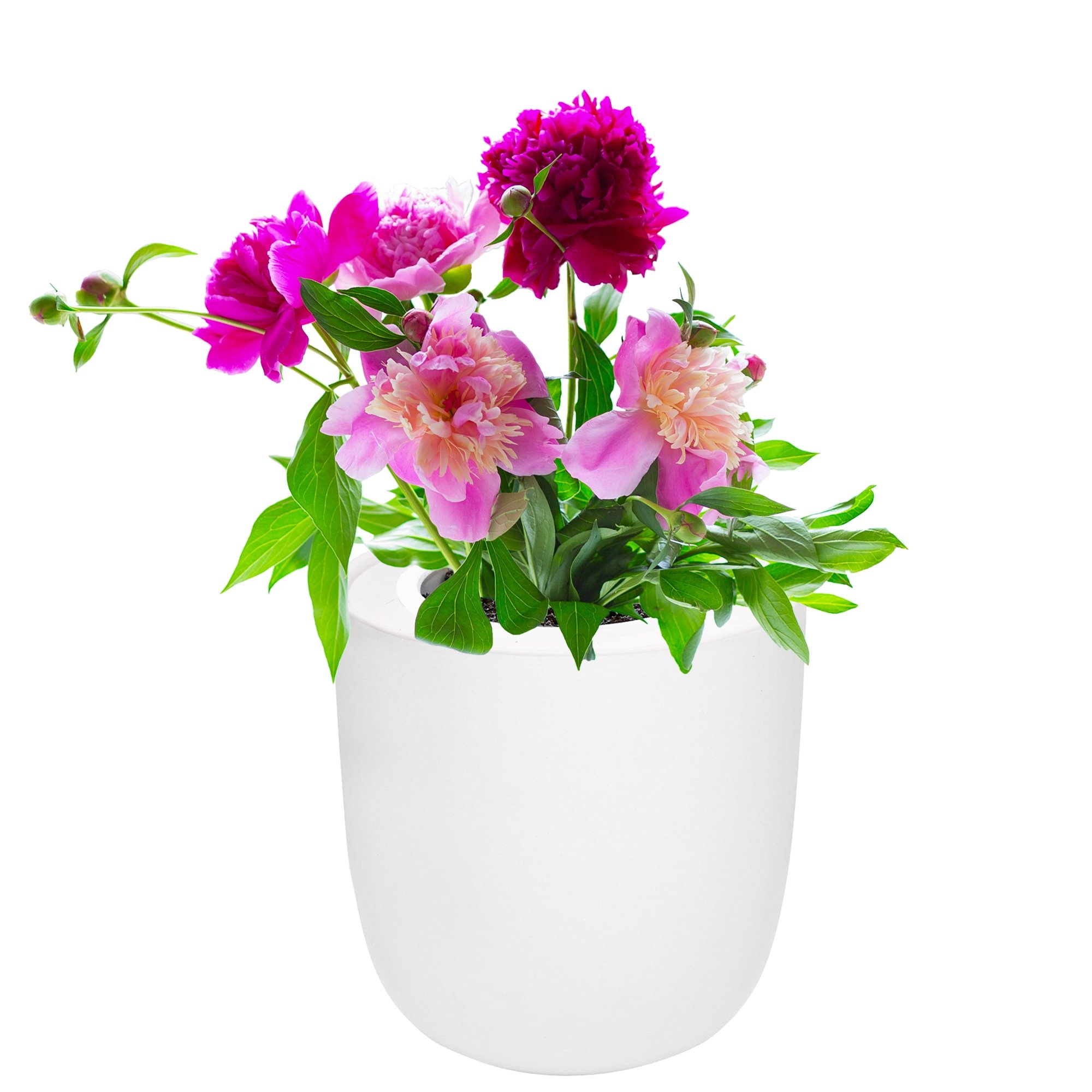 Hydroponic Growing Kit with White Ceramic Pot and Seeds (Zinnia Thumbelina)
