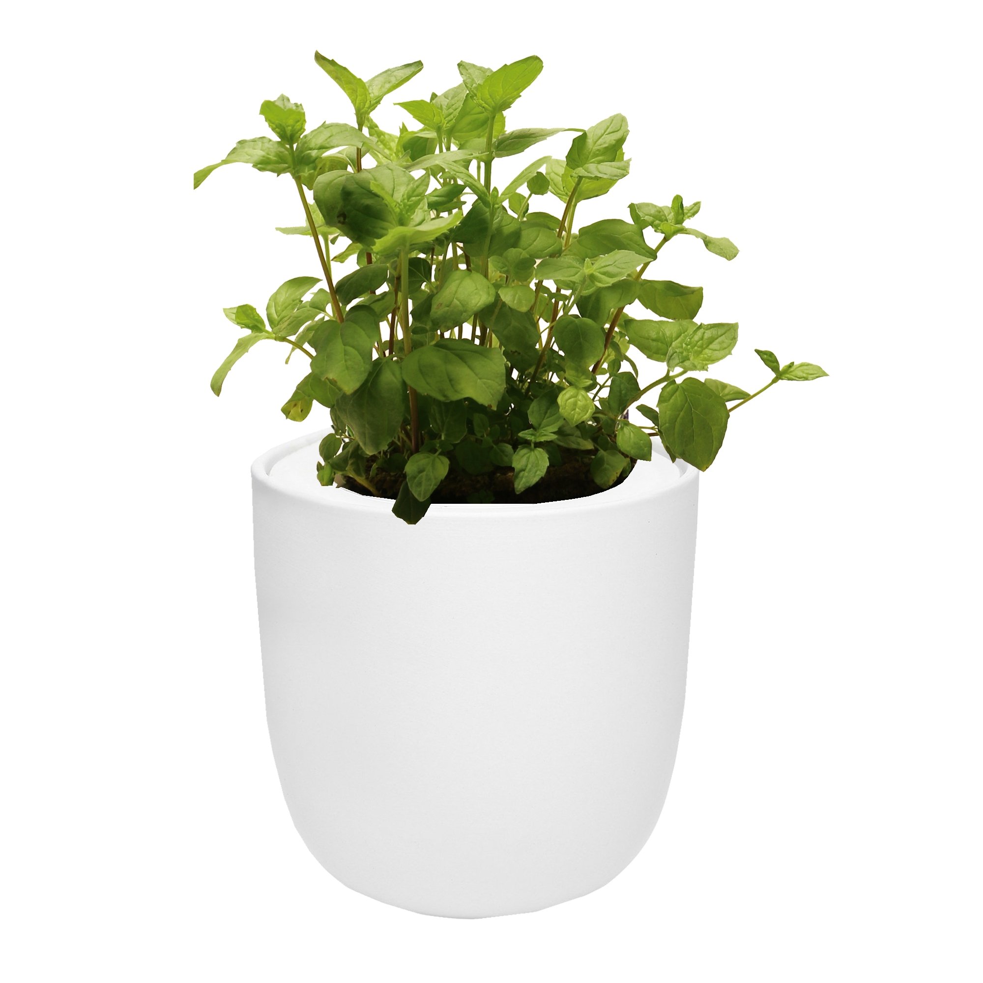 Hydroponic Herb Growing Kit With White Ceramic Pot and Organic Seeds (Peppermint)