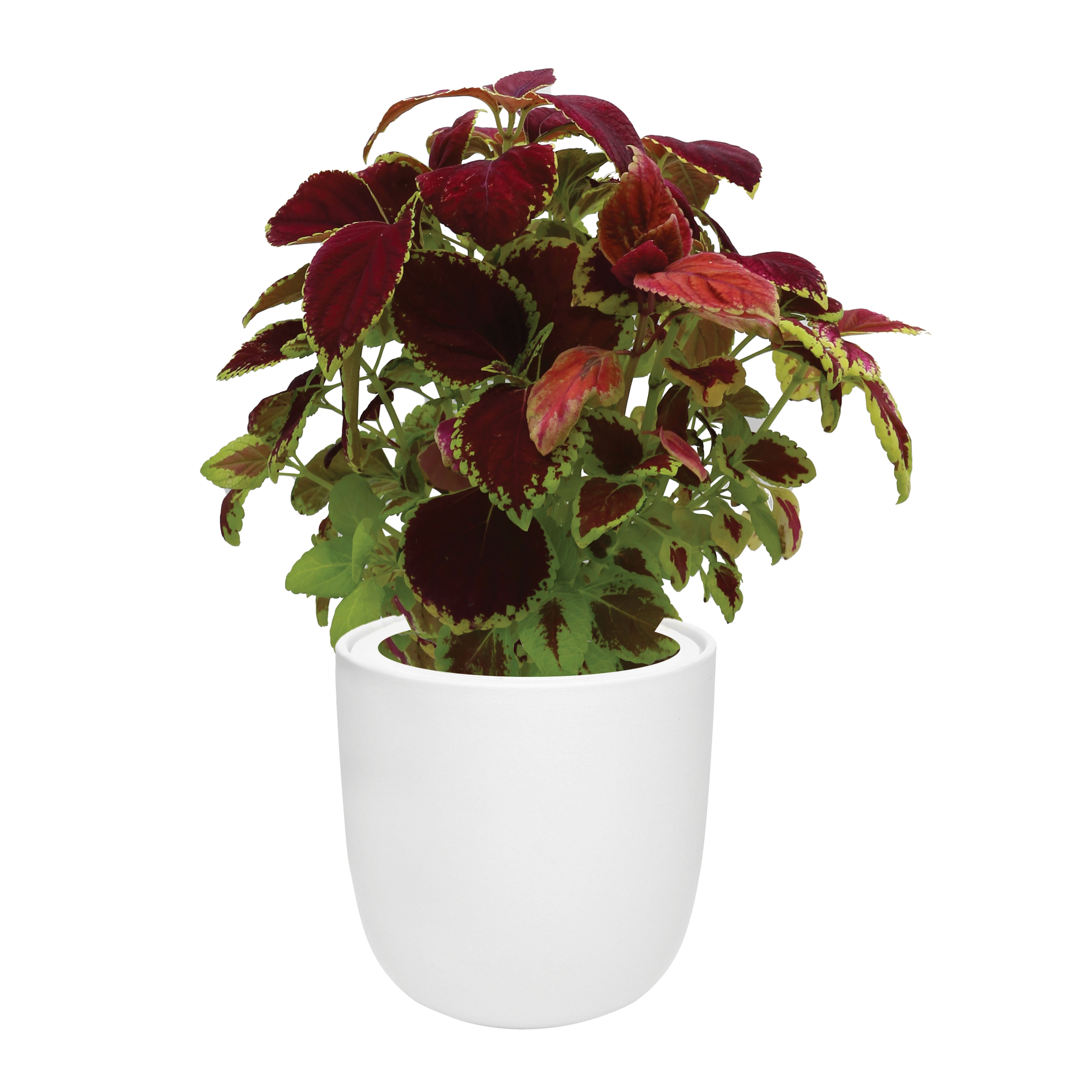 Hydroponic Growing Kit with White Ceramic Pot and Seeds (Coleus-White)