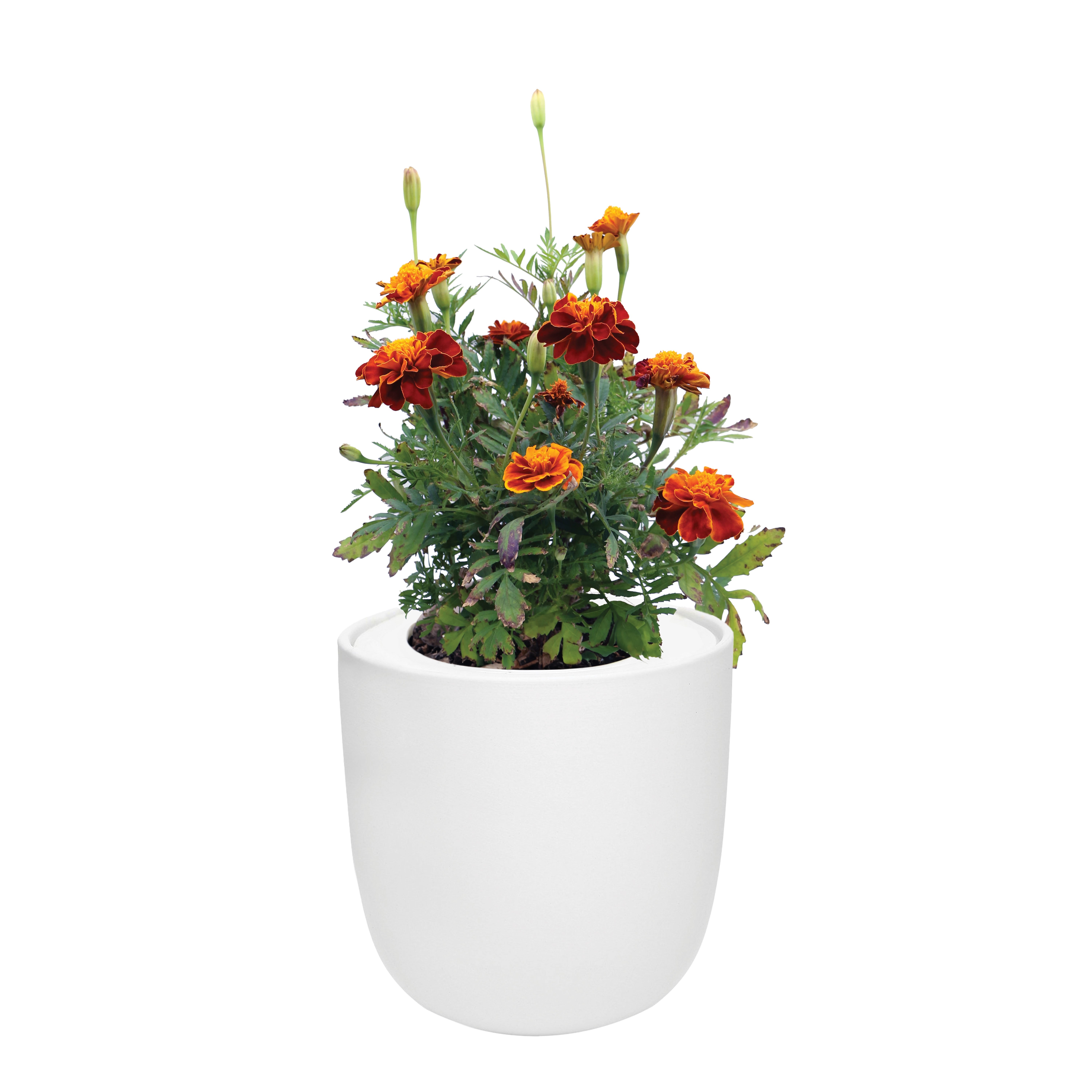 Marigold - French Double Dwarf White Ceramic Pot Hydroponic Growing Kit with Seeds