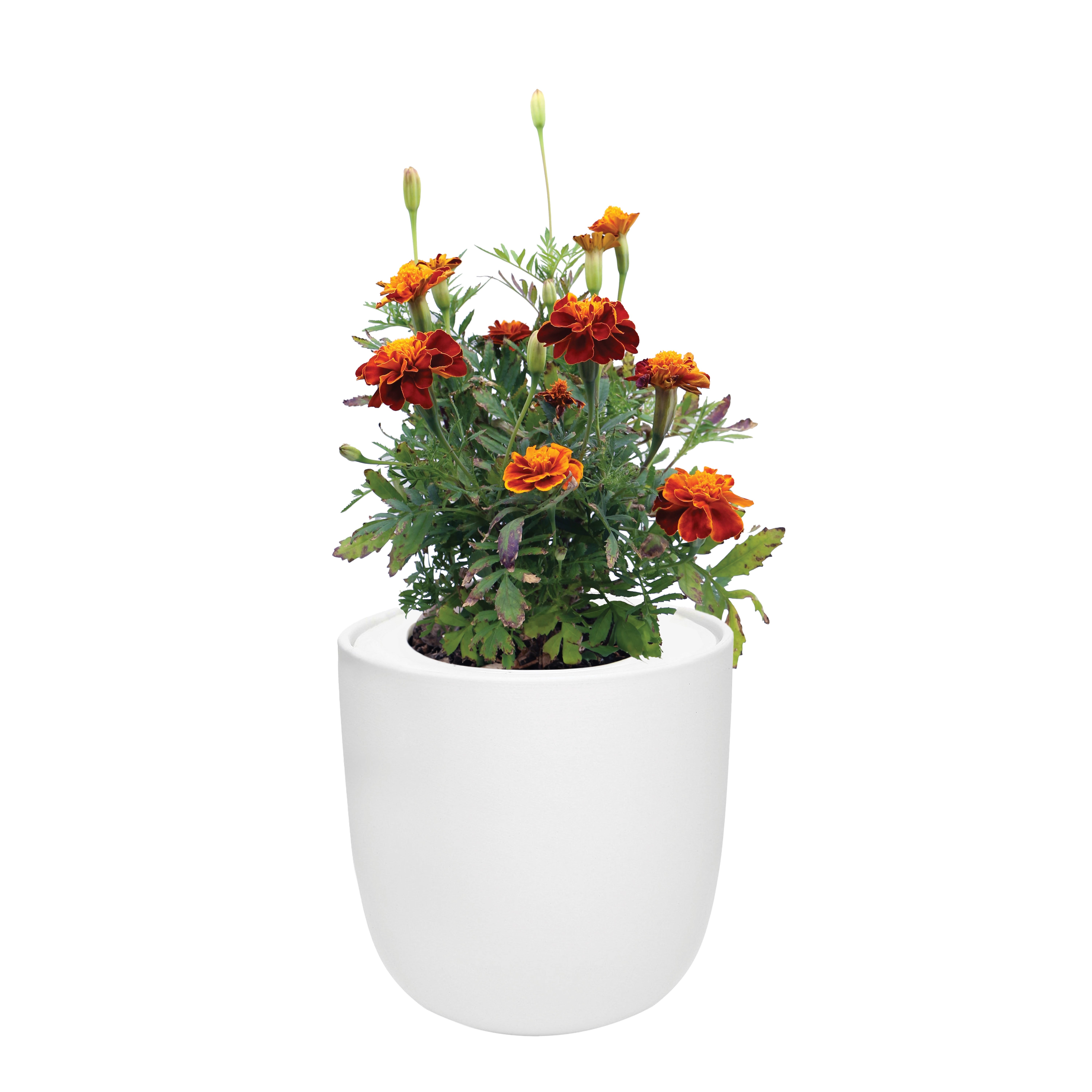 Marigold French Double Dwarf Hydroponic Kit