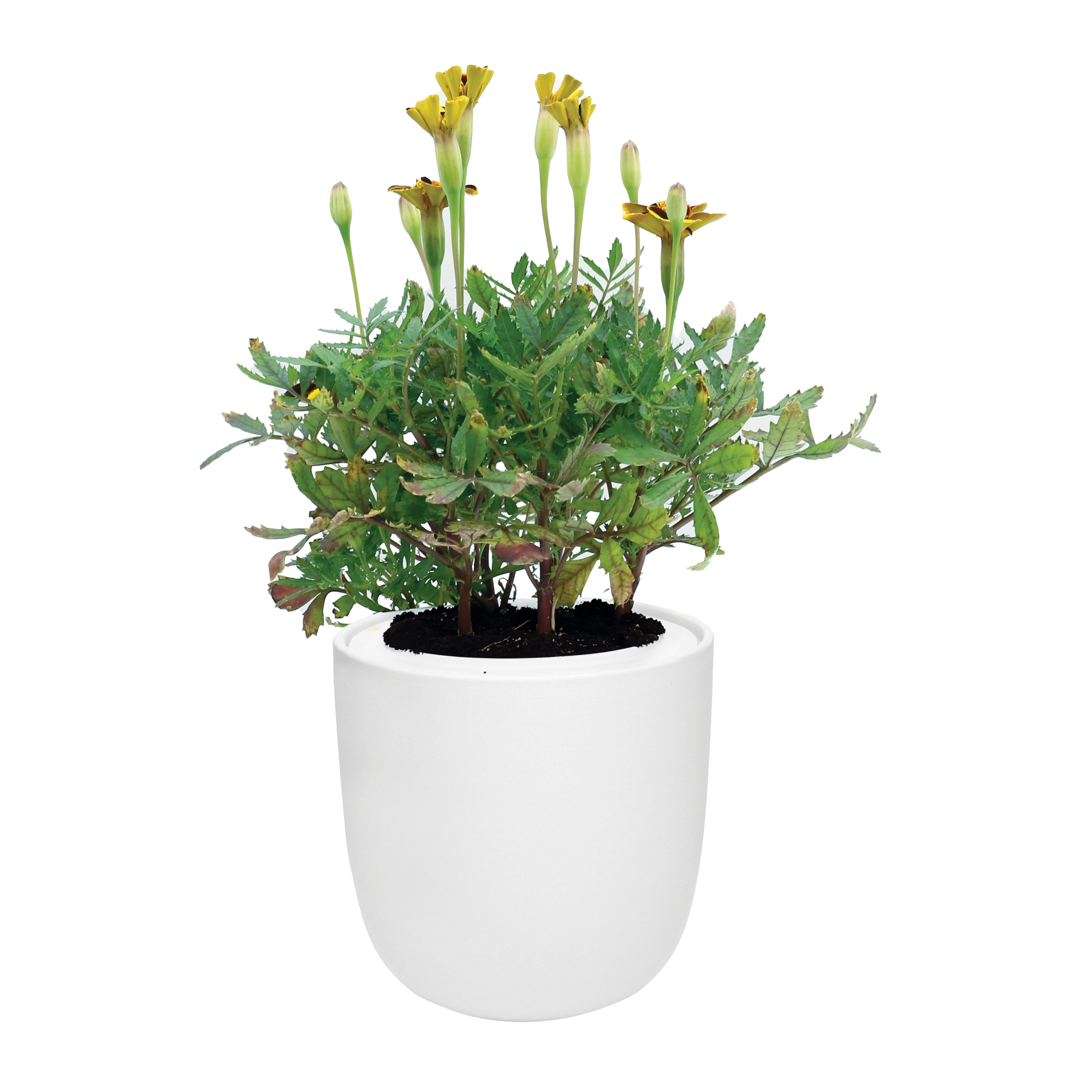 Marigold Red Knight Hydroponic Kit