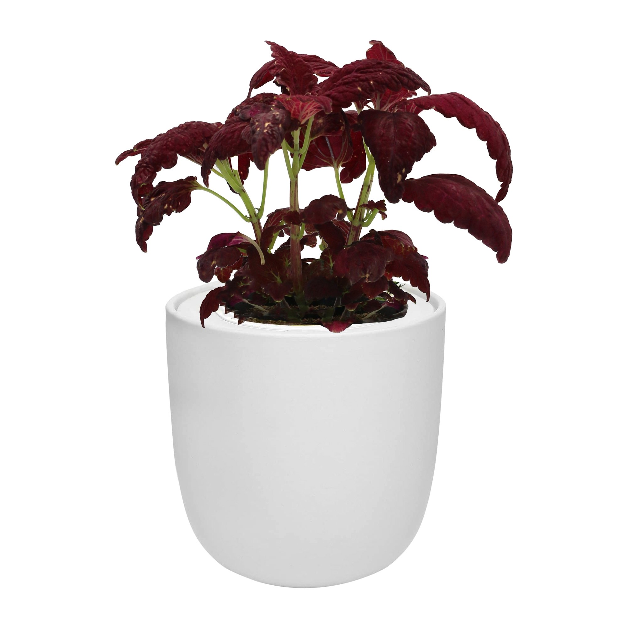 Hydroponic Growing Kit with White Ceramic Pot and Seeds (W-Coleus - Black Dragon)