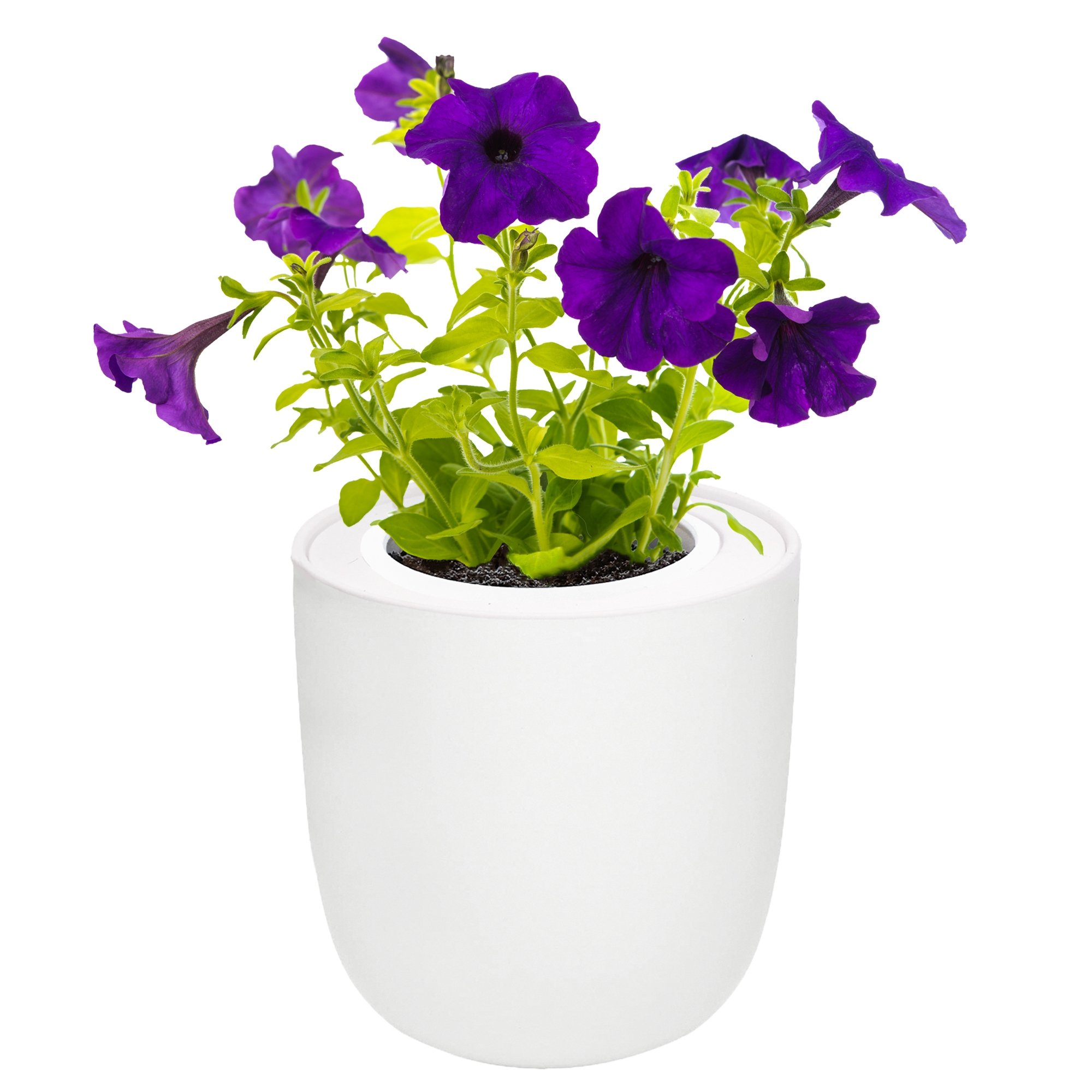 Hydroponic Growing Kit with White Ceramic Pot and Seeds (W-Viola(Johnny Jump Up)