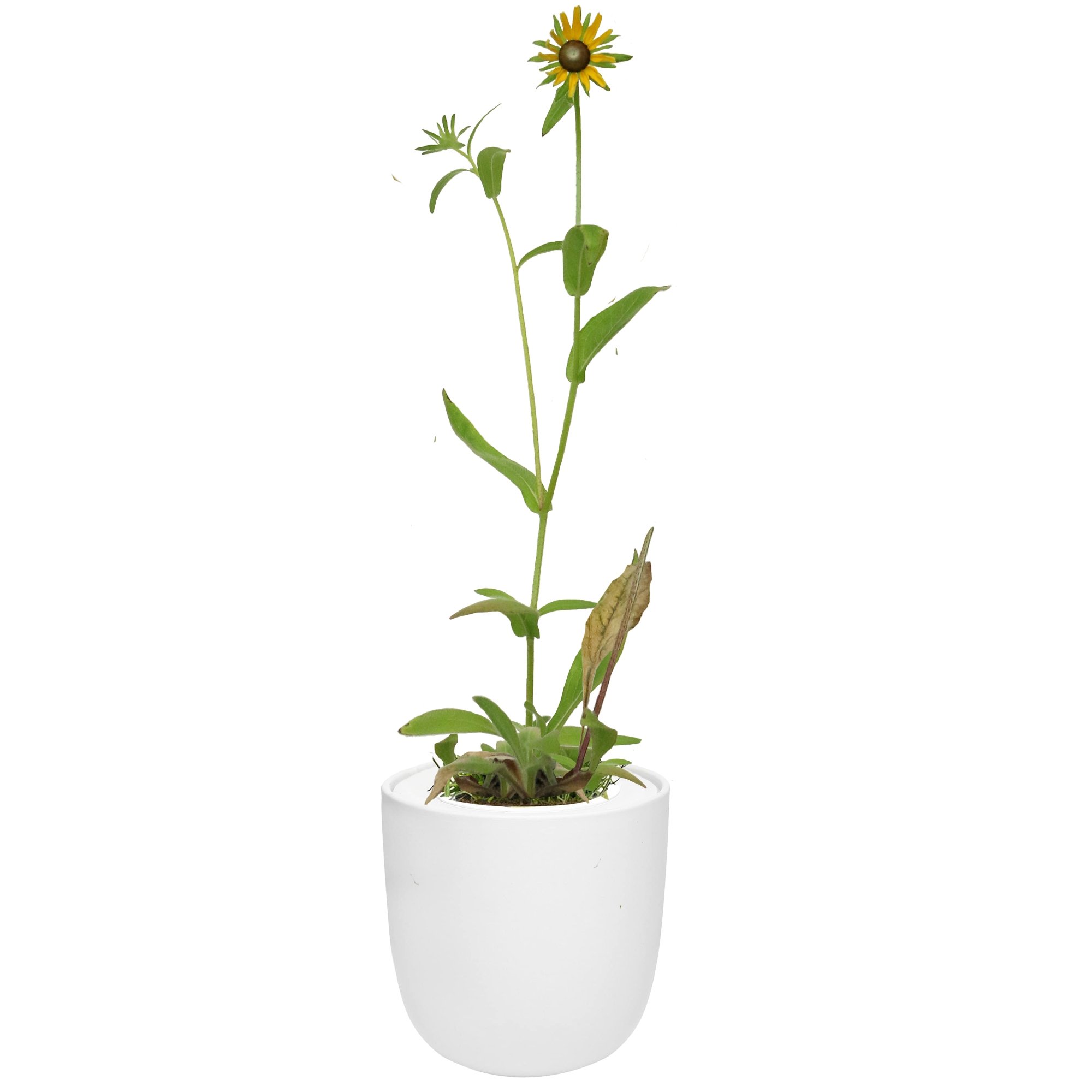 Hydroponic Growing Kit with White Ceramic Pot and Seeds (W-Black Eyed Susan)