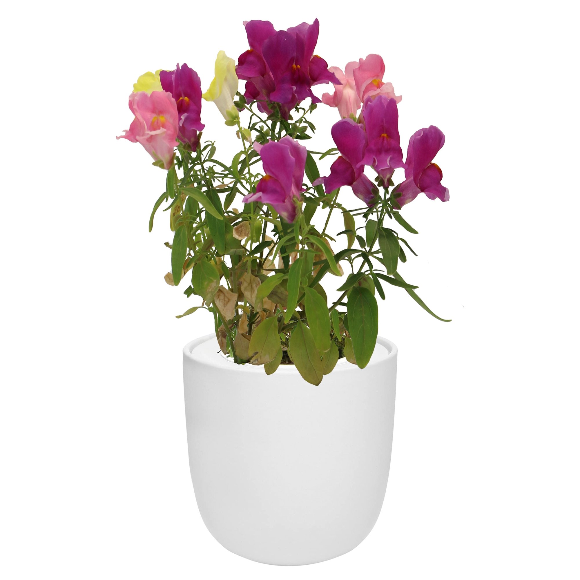 Hydroponic Growing Kit with White Ceramic Pot and Seeds (W-Snapdragon)