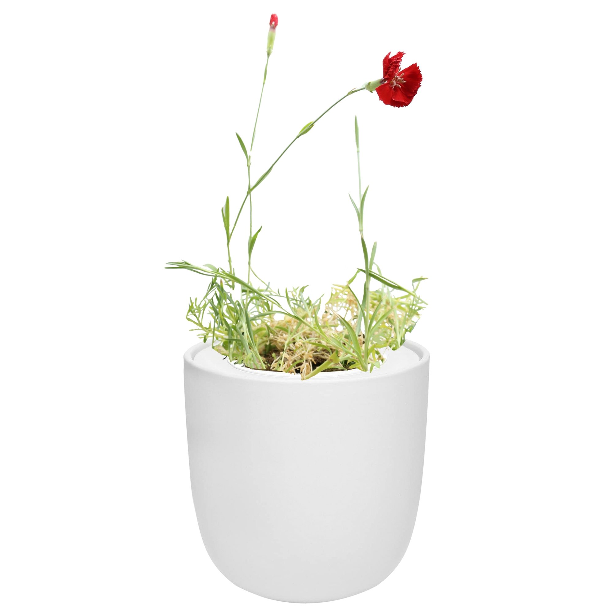 Hydroponic Growing Kit with White Ceramic Pot and Seeds (W-Carnation (Chabaud Giant Red))