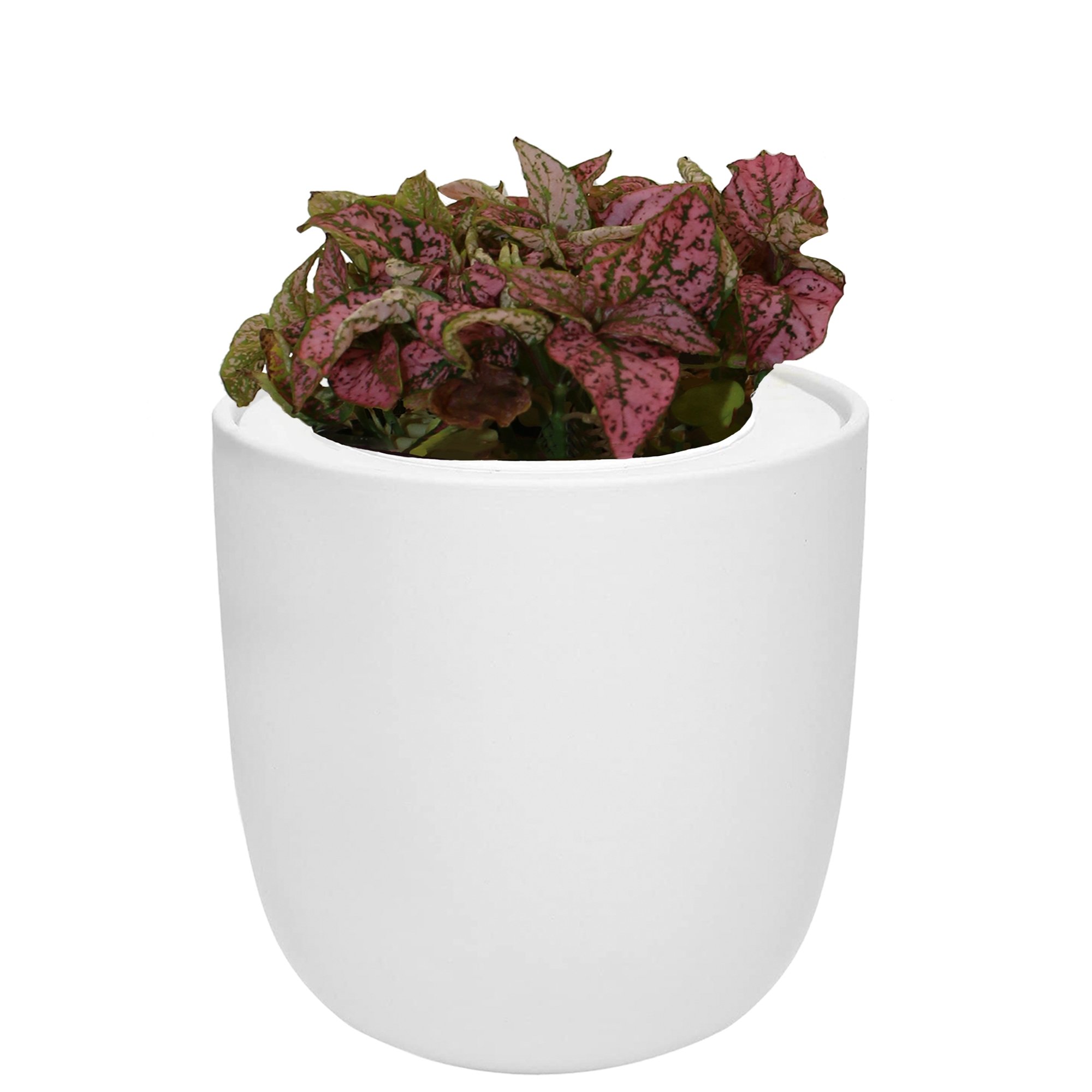Hydroponic Growing Kit with White Ceramic Pot and Seeds (W-Pink Polka Dot Hypoestes)