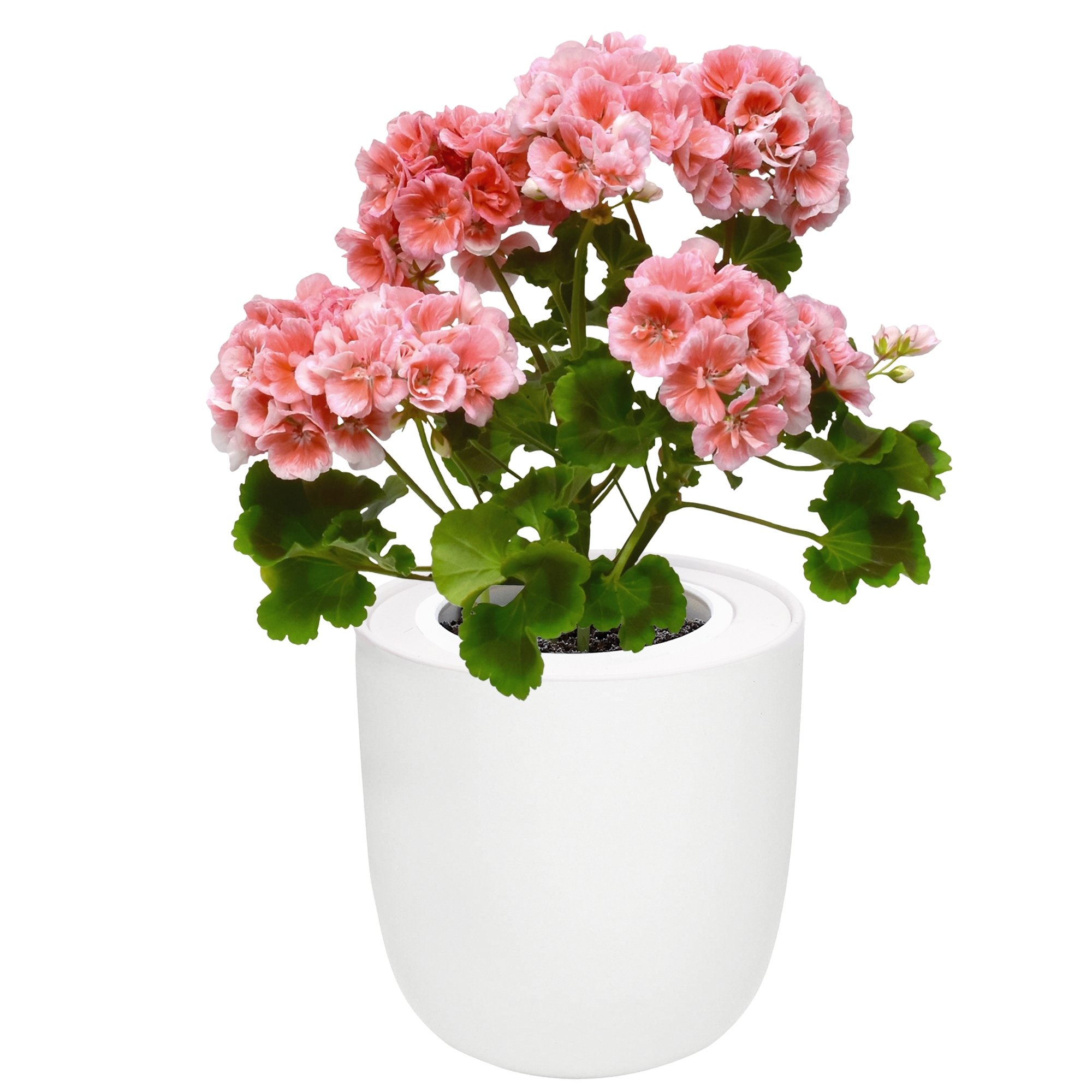 Hydroponic Growing Kit with White Ceramic Pot and Seeds (W-Geranium Mix Seeds)