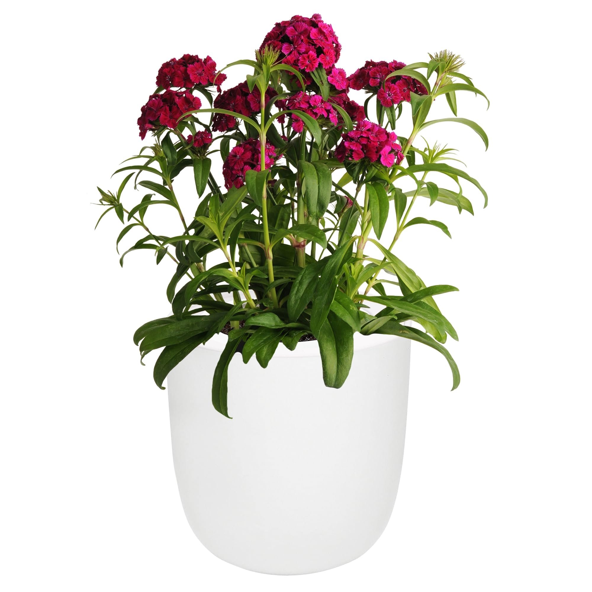 Hydroponic Growing Kit with White Ceramic Pot and Seeds (W-Diahthus Floral lace)