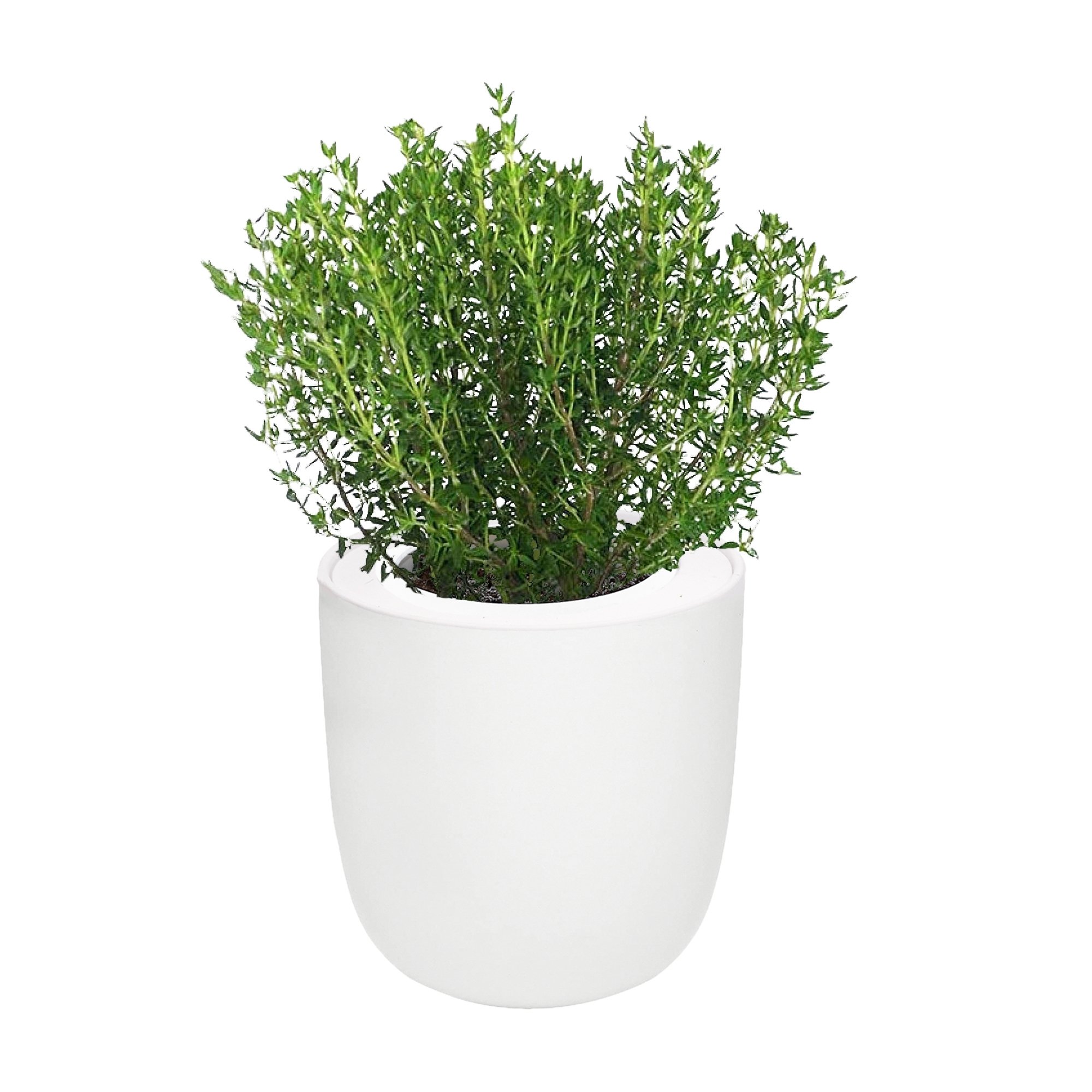 Thyme White Ceramic Pot Hydroponic Growing Kit with Seeds