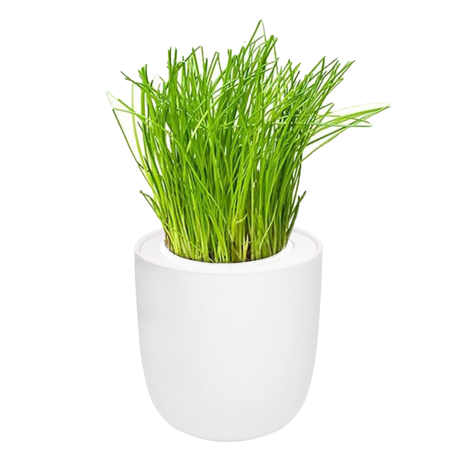 Chives White Ceramic Pot Hydroponic Growing Kit with Seeds