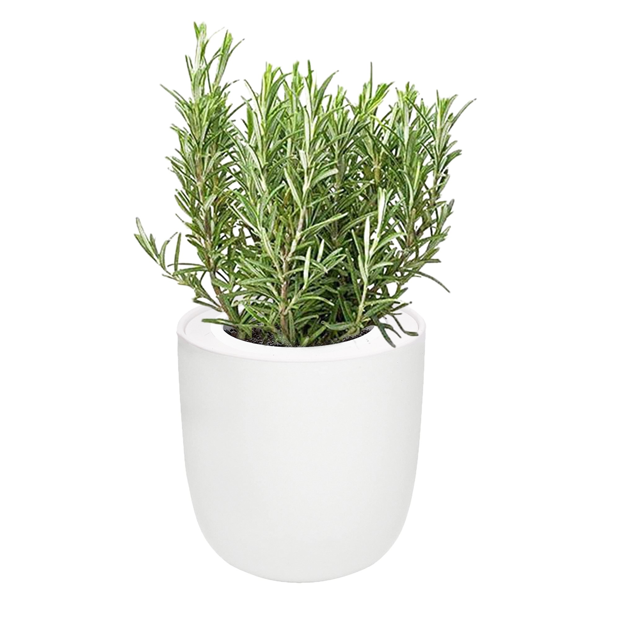 Rosemary White Ceramic Pot Hydroponic Growing Kit with Seeds