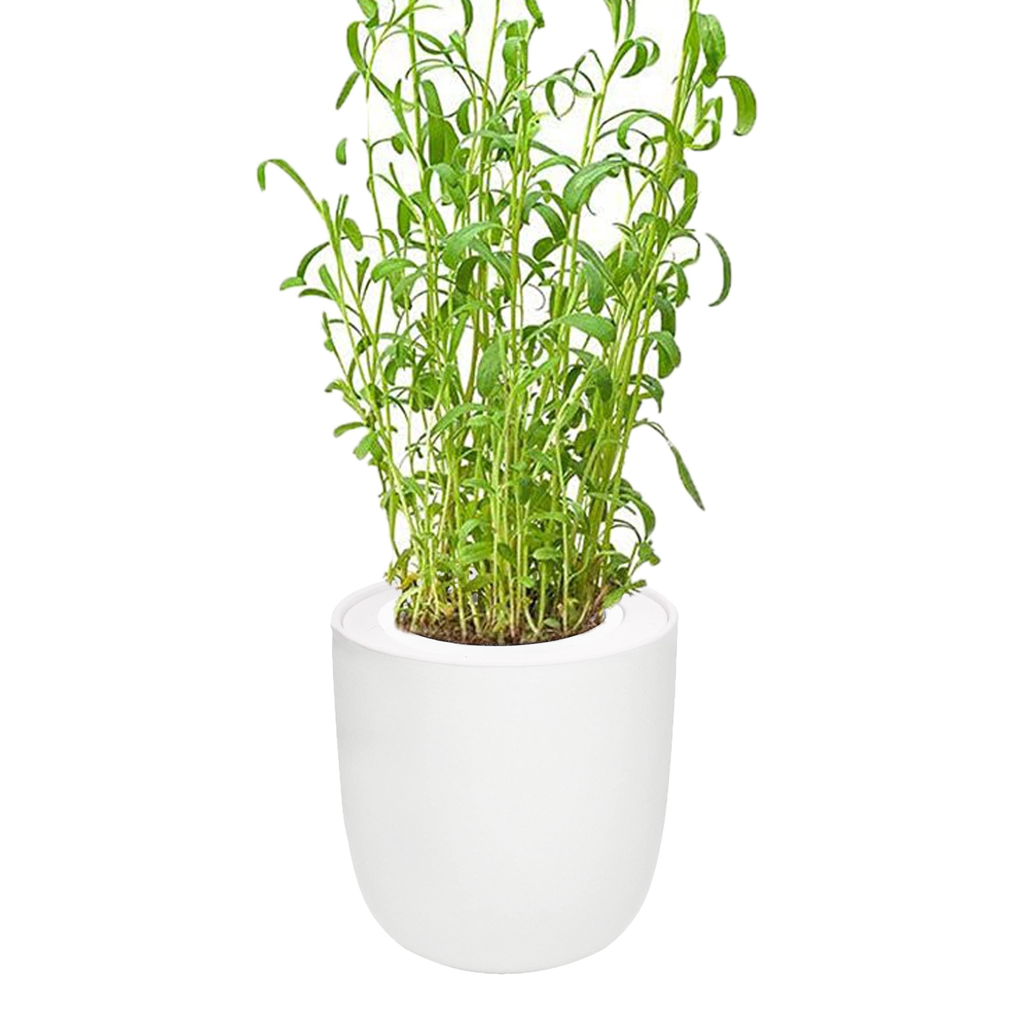 Tarragon White Ceramic Pot Hydroponic Growing Kit with Seeds