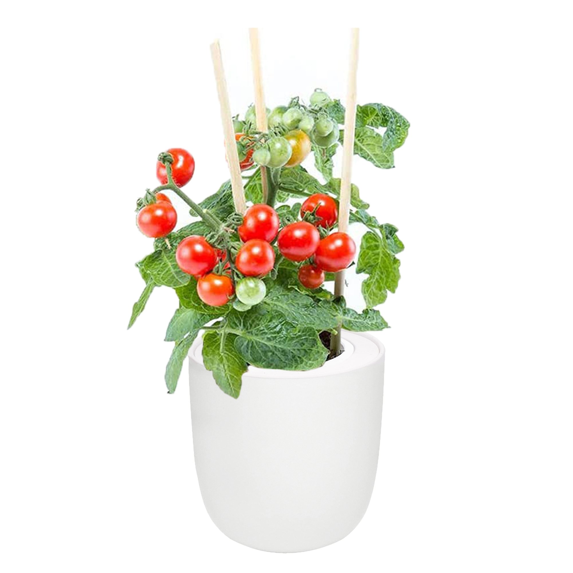 Cherry Tomato - Tiny Tim White Ceramic Pot Hydroponic Growing Kit with Seeds
