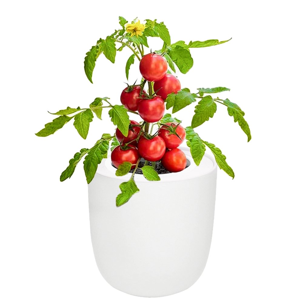Tomato - Red Robin White Ceramic Pot Hydroponic Growing Kit with Seeds