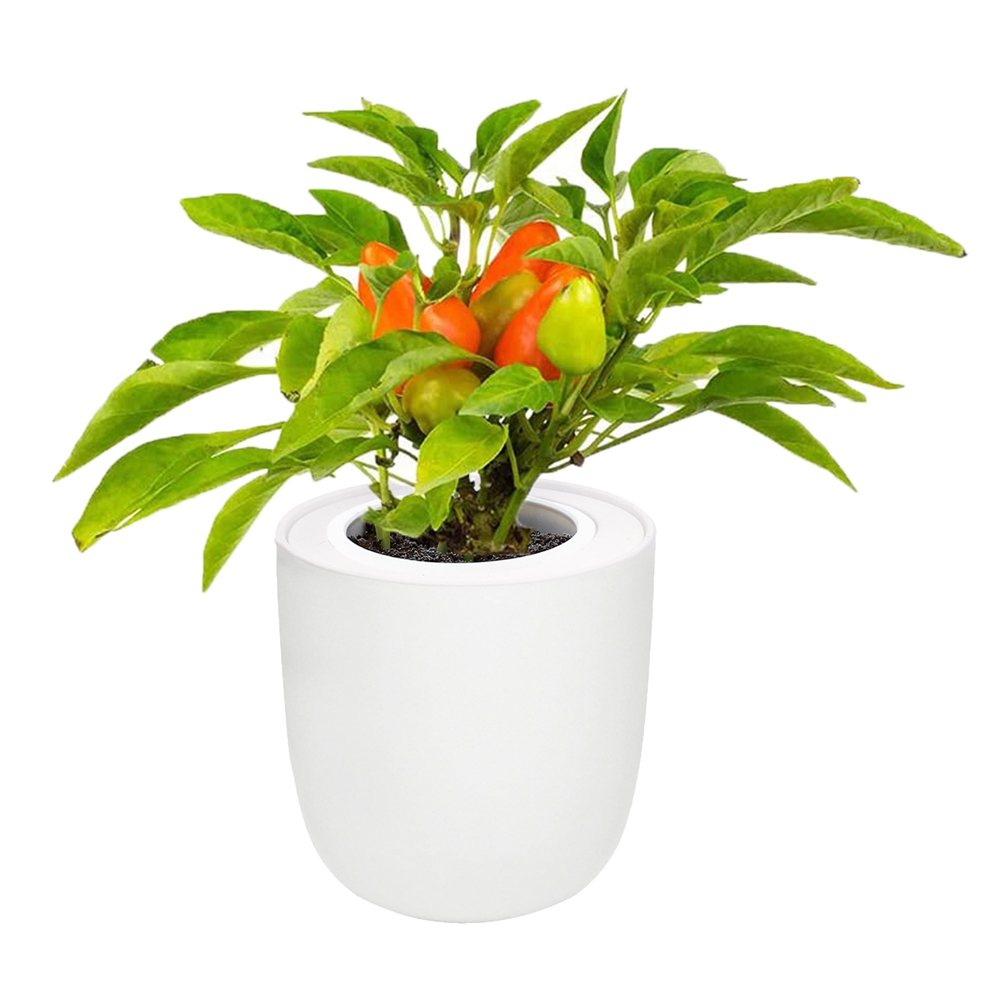 Pepper - Jalapeño Early White Ceramic Pot Hydroponic Growing Kit with Seeds