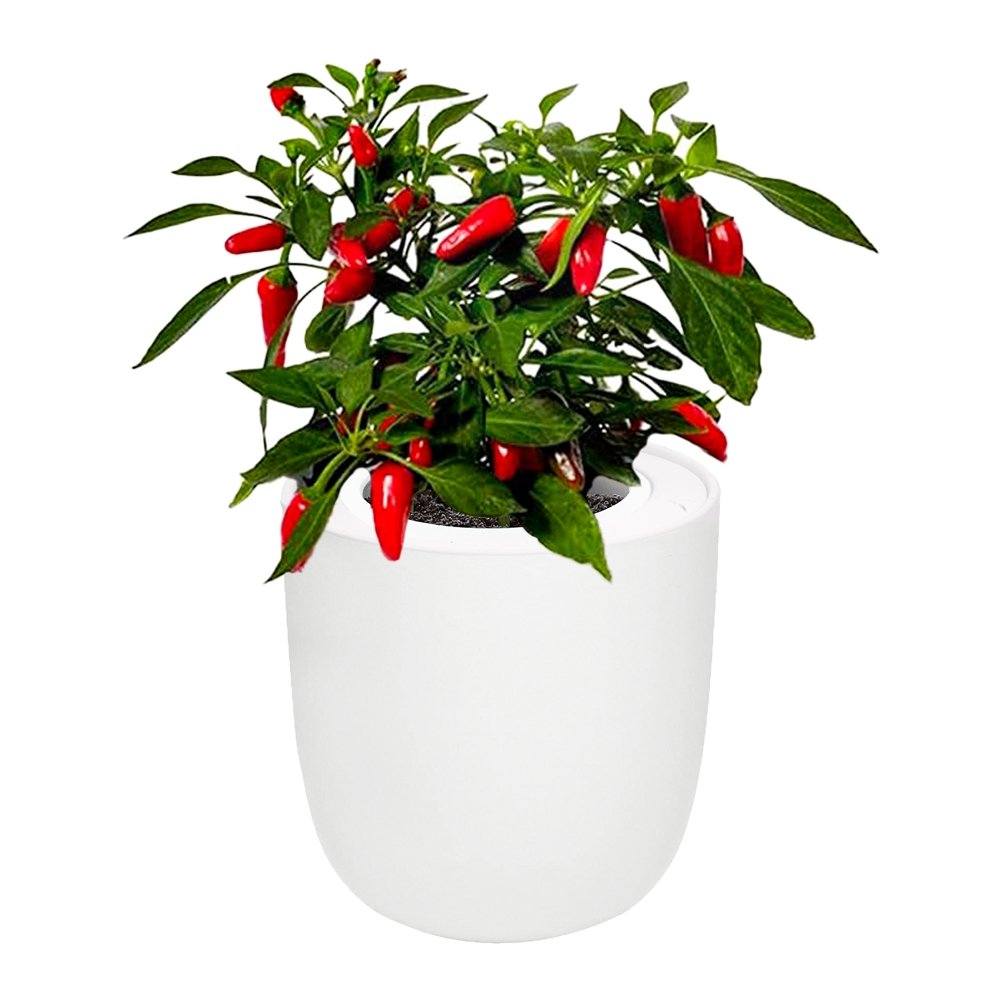 Pepper - Sweet Nardello White Ceramic Pot Hydroponic Growing Kit with Seeds