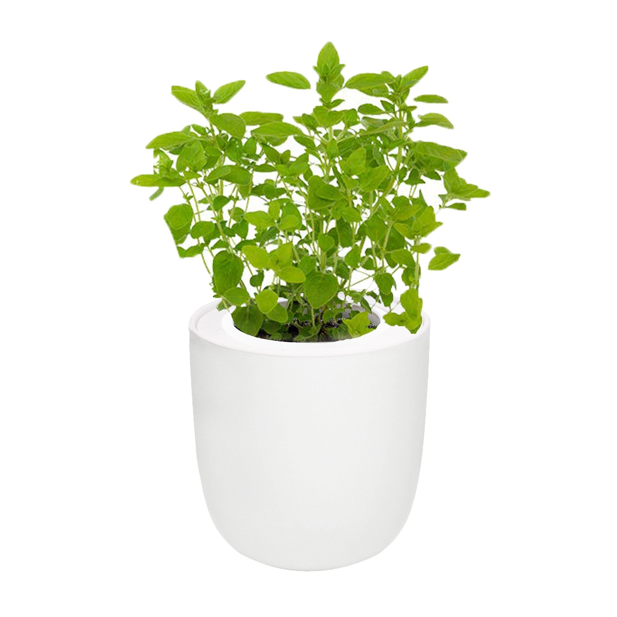 Marjoram White Ceramic Pot Hydroponic Growing Kit with Seeds