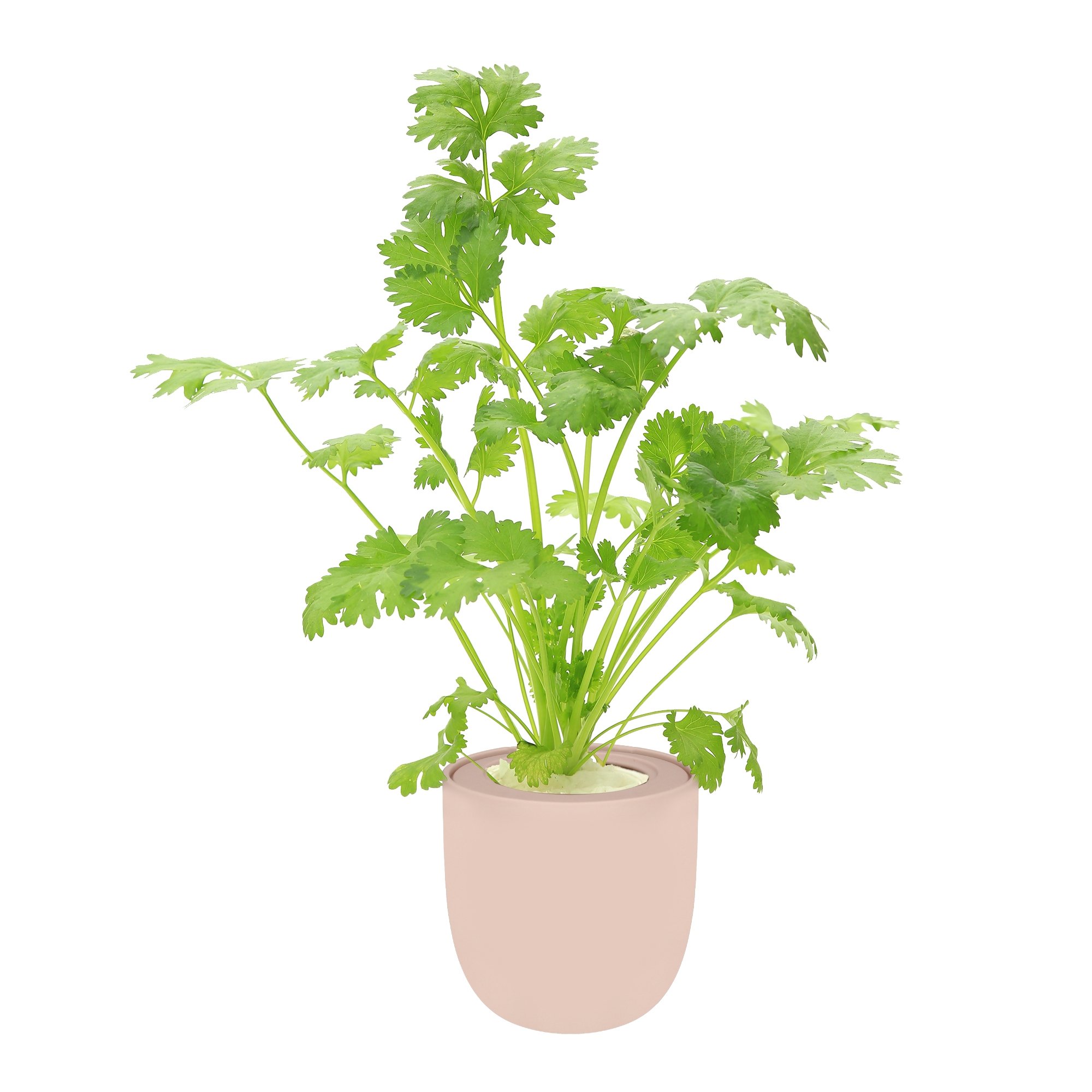 Hydroponic Herb Growing Kit With Pink Ceramic Pot and Organic Seeds (Cilantro)