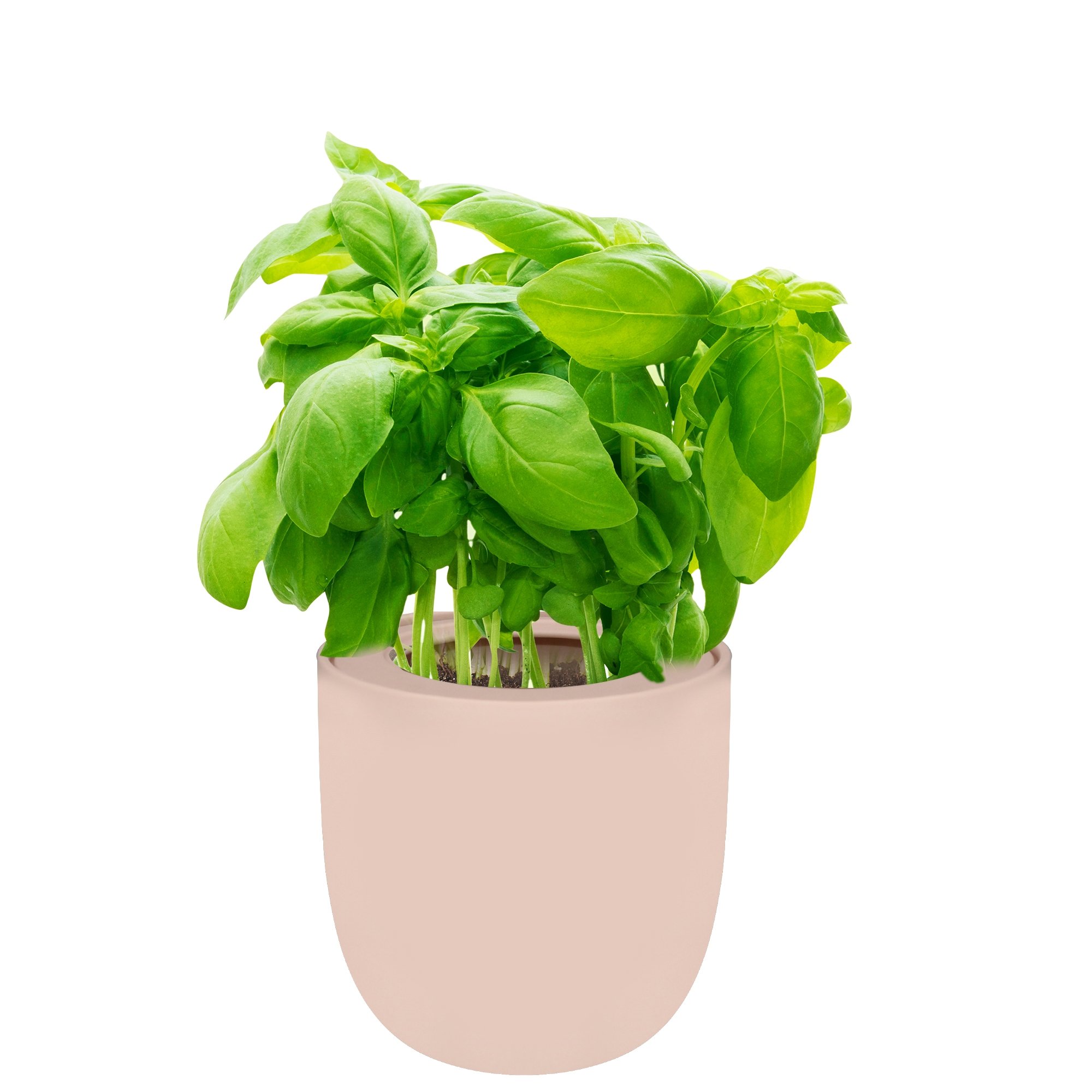 Hydroponic Herb Growing Kit With Pink Ceramic Pot and Organic Seeds (Basil)