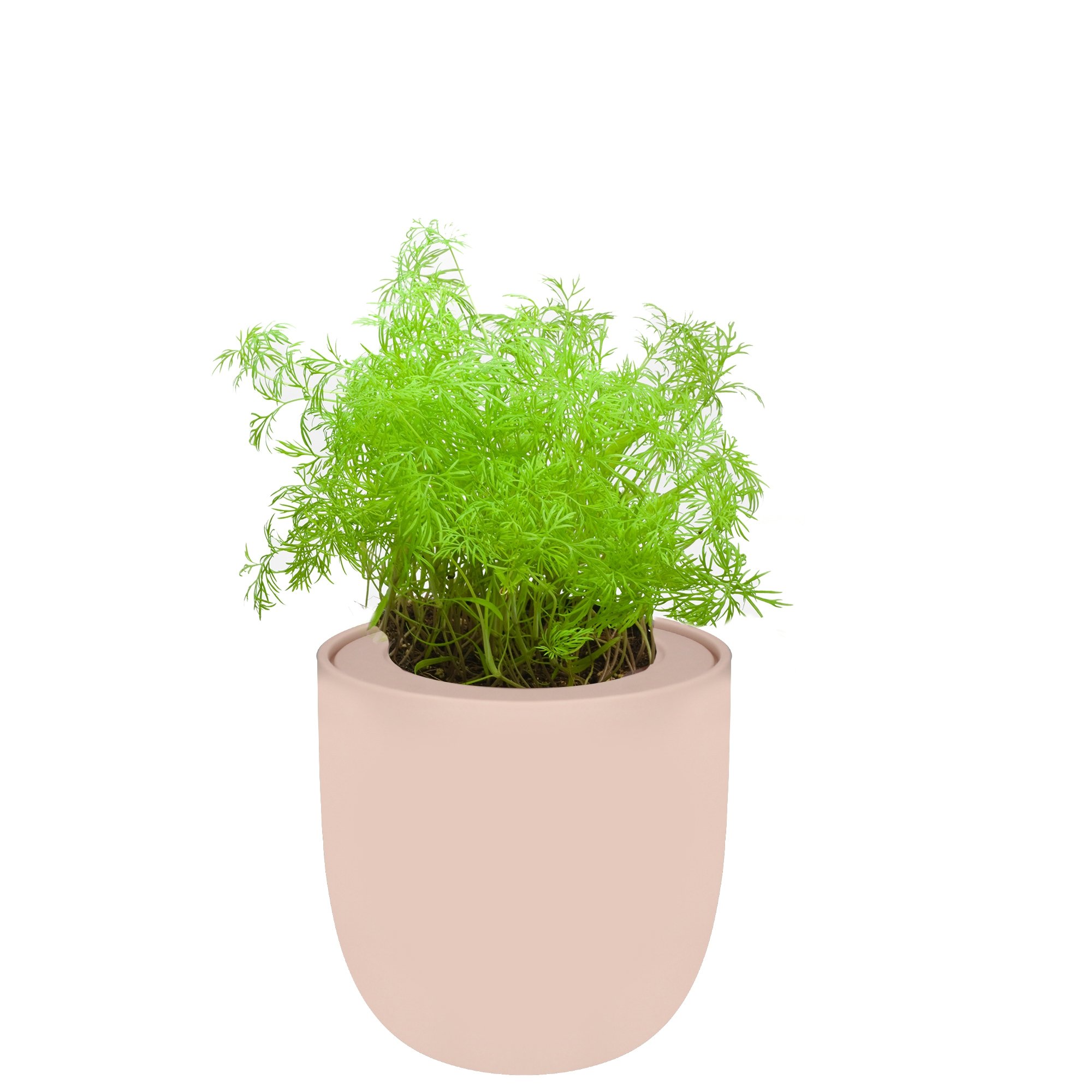 Hydroponic Herb Growing Kit With Pink Ceramic Pot and Organic Seeds (Dill)