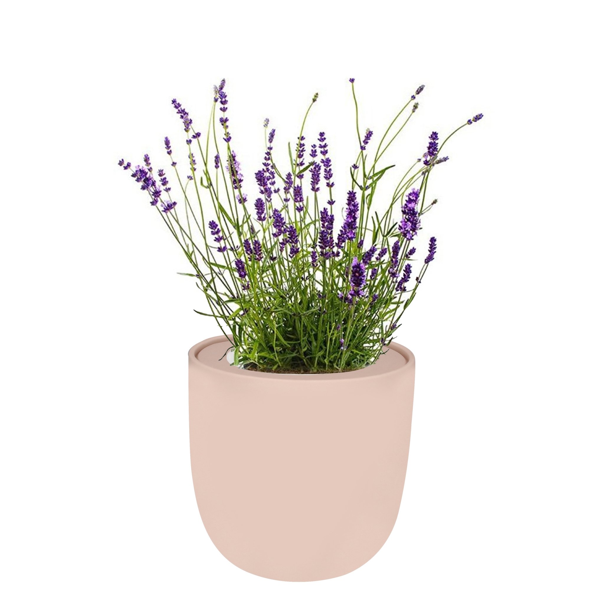Lavender Pink Ceramic Pot Hydroponic Growing Kit with Seeds