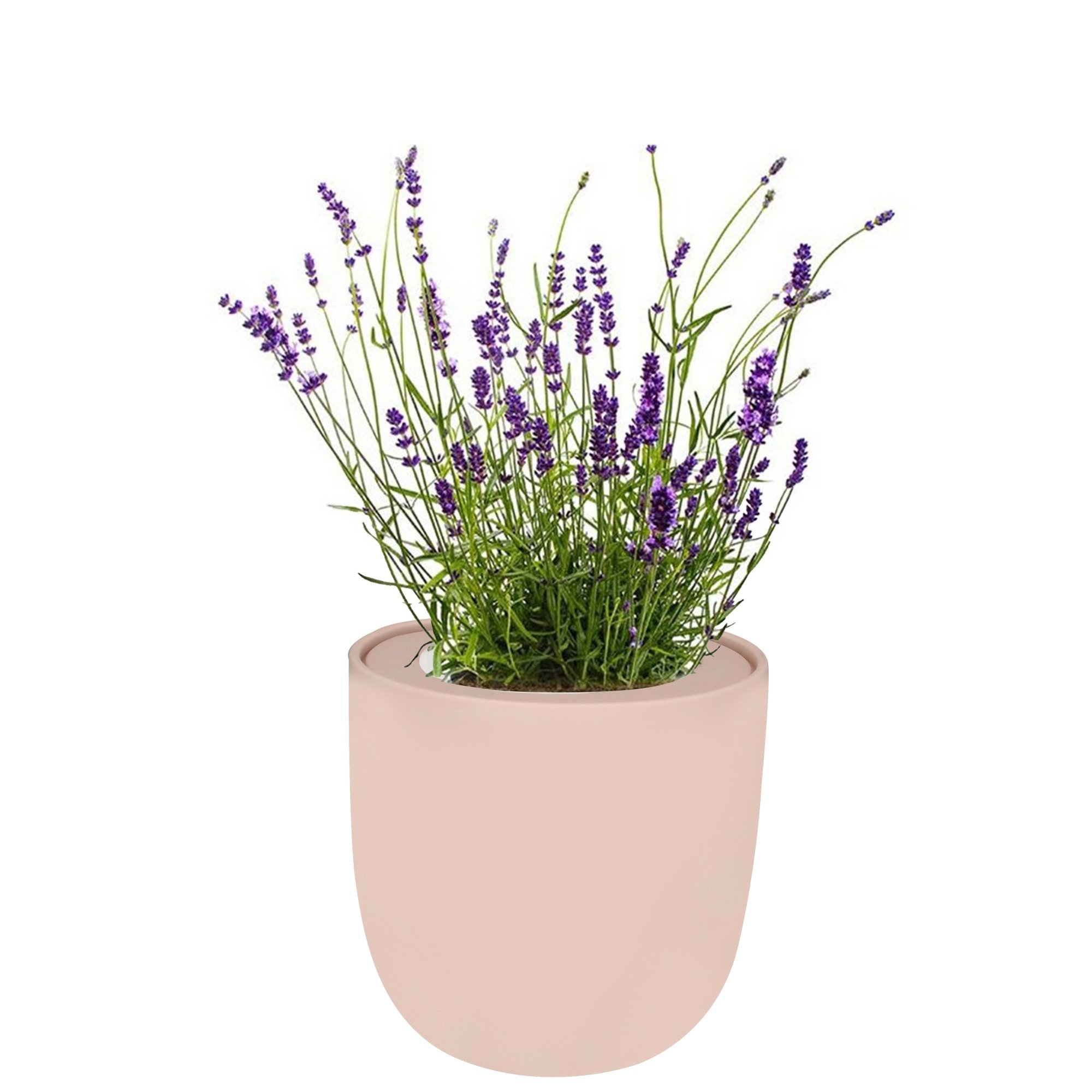 Hydroponic Herb Growing Kit With Pink Ceramic Pot and Organic Seeds (Lavender)