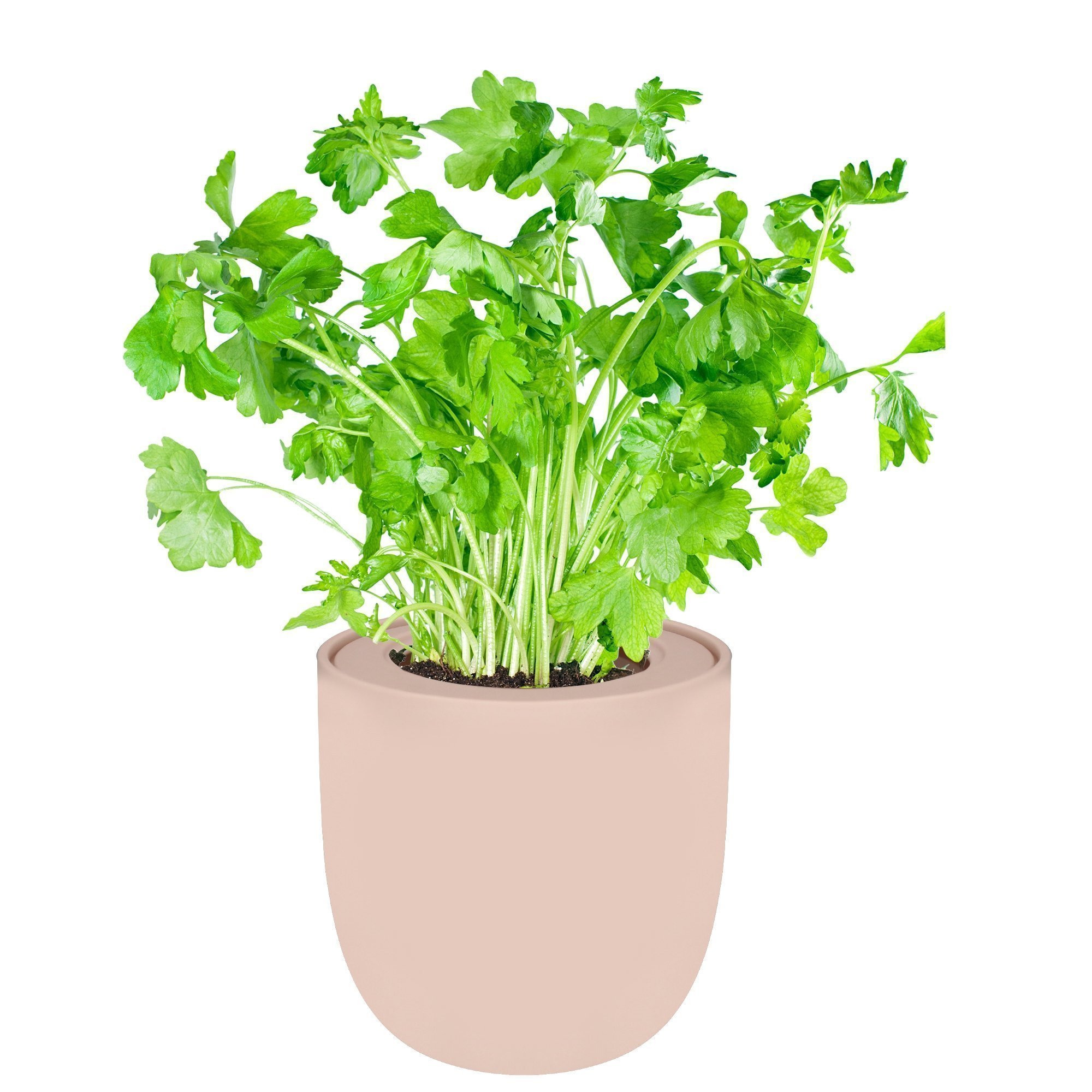 Hydroponic Herb Growing Kit With Pink Ceramic Pot and Organic Seeds (Parsley)