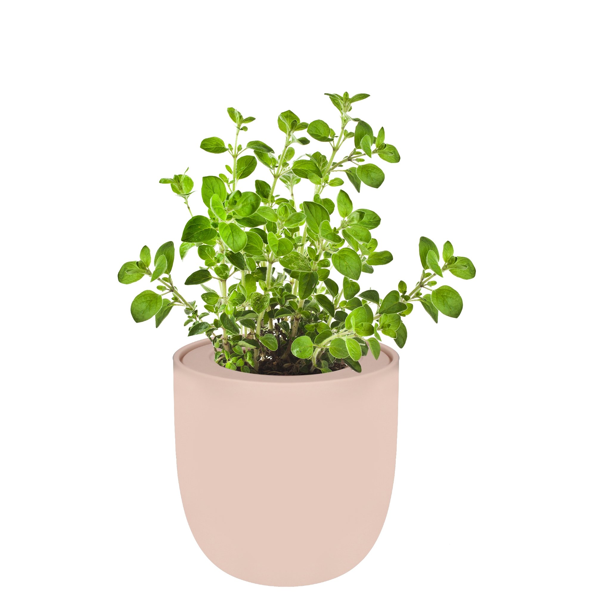 Hydroponic Herb Growing Kit With Pink Ceramic Pot and Organic Seeds (Oregano)