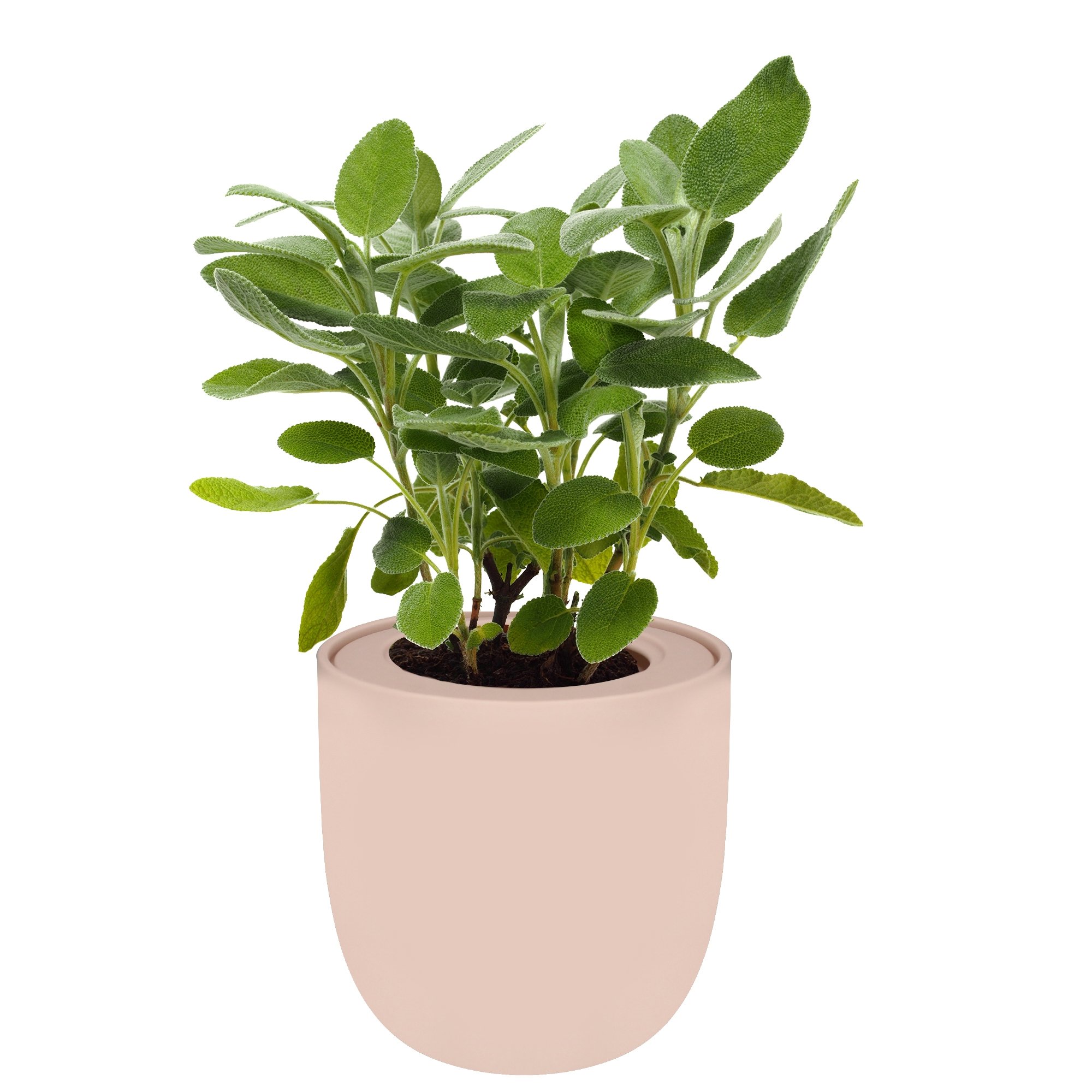 Hydroponic Herb Growing Kit With Pink Ceramic Pot and Organic Seeds (Sage)