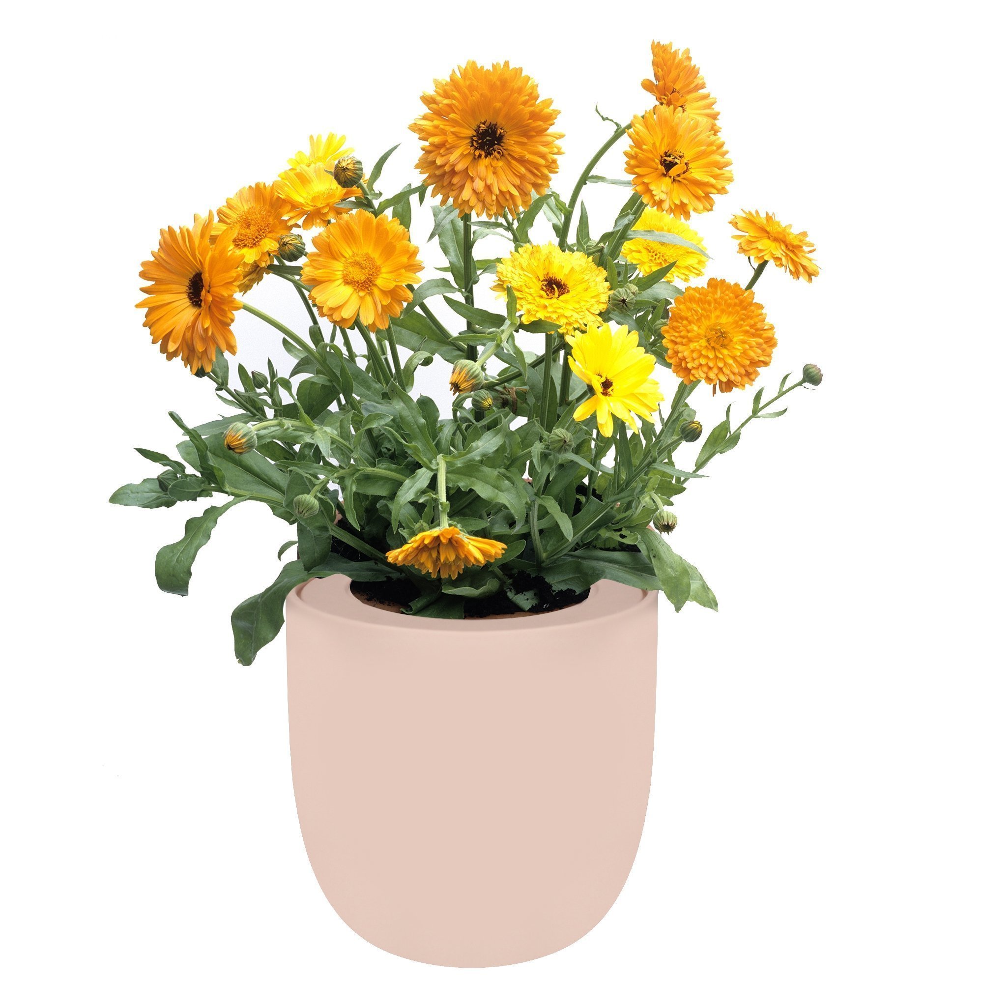 Hydroponic Calendula Growing Kit With Pink Ceramic Pot and Organic Seeds