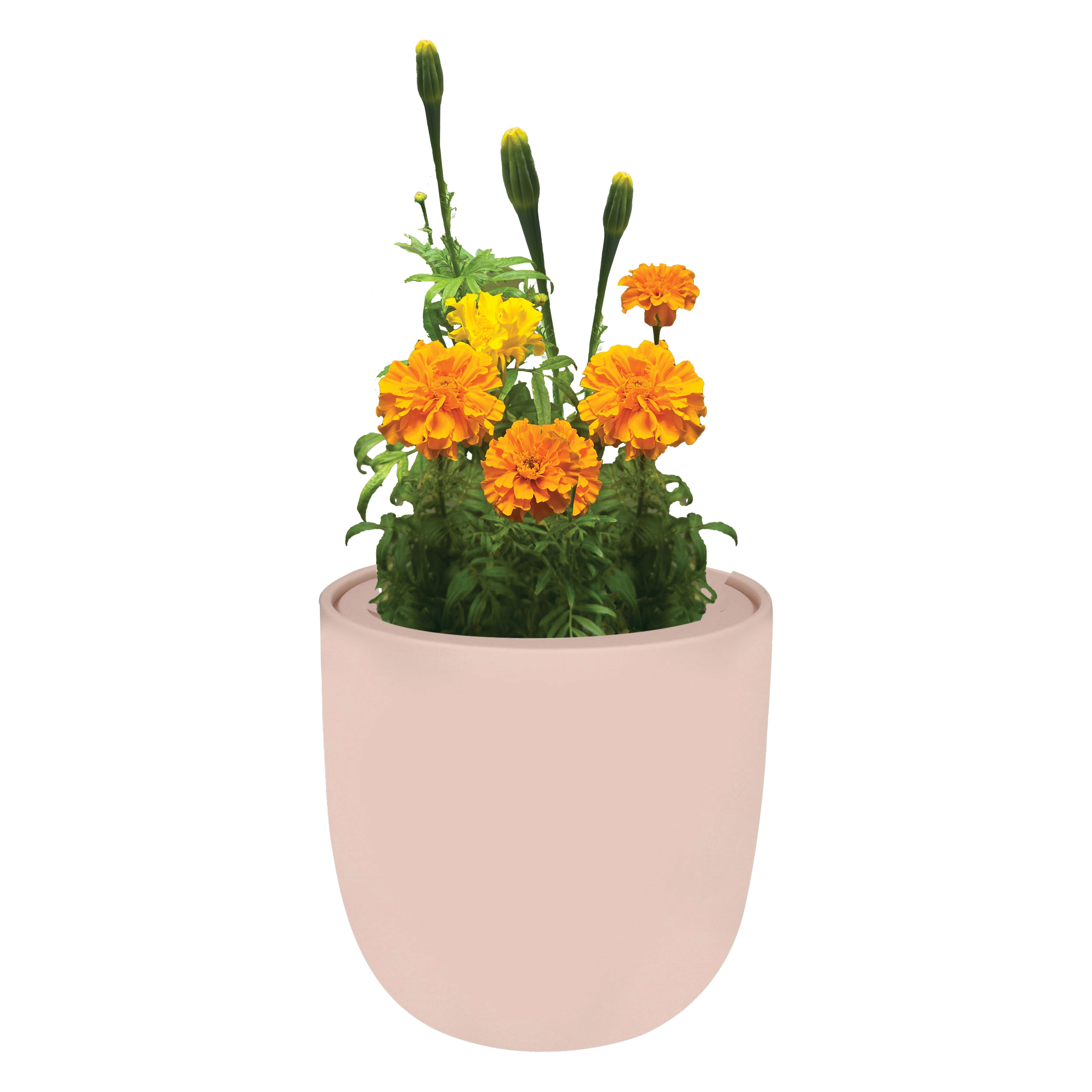 Environet Hydroponic Marigold Growing Kit with Pink Ceramic Pot and Seeds