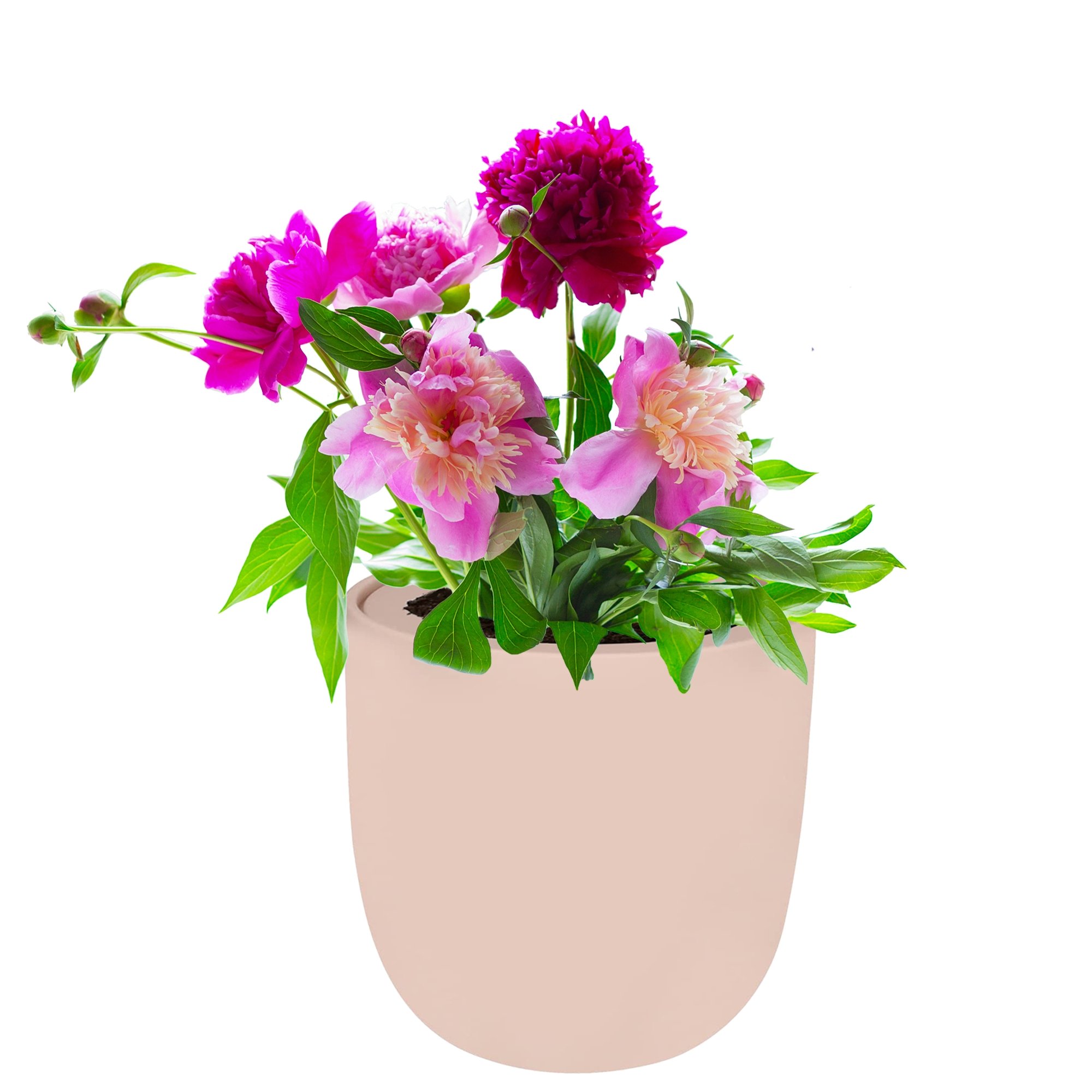 Hydroponic Growing Kit with Pink Ceramic Pot and Seeds (Zinnia Thumbelina)