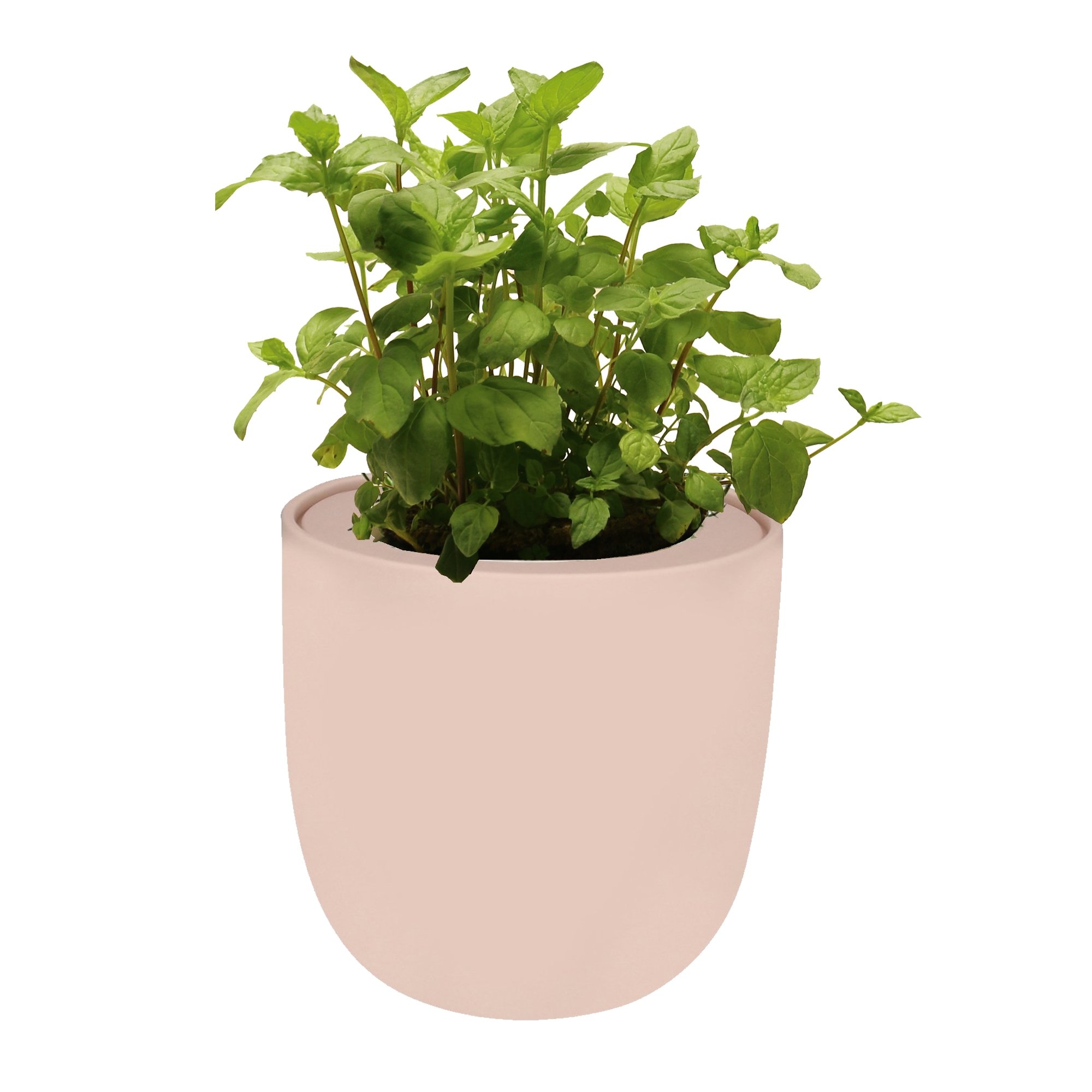 Hydroponic Herb Growing Kit With Pink Ceramic Pot and Organic Seeds (Peppermint)