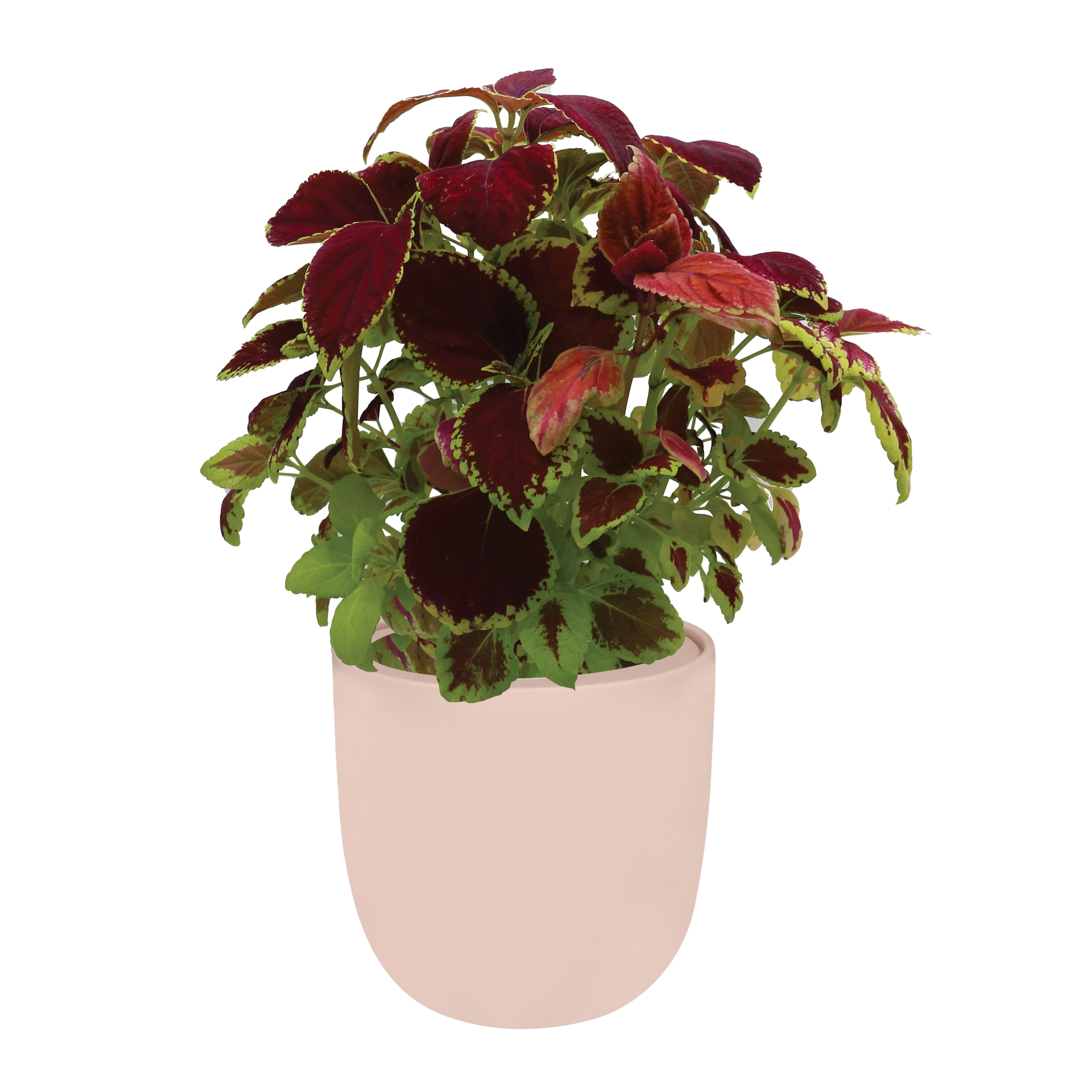 Hydroponic Growing Kit with Pink Ceramic Pot and Seeds (Coleus-White)