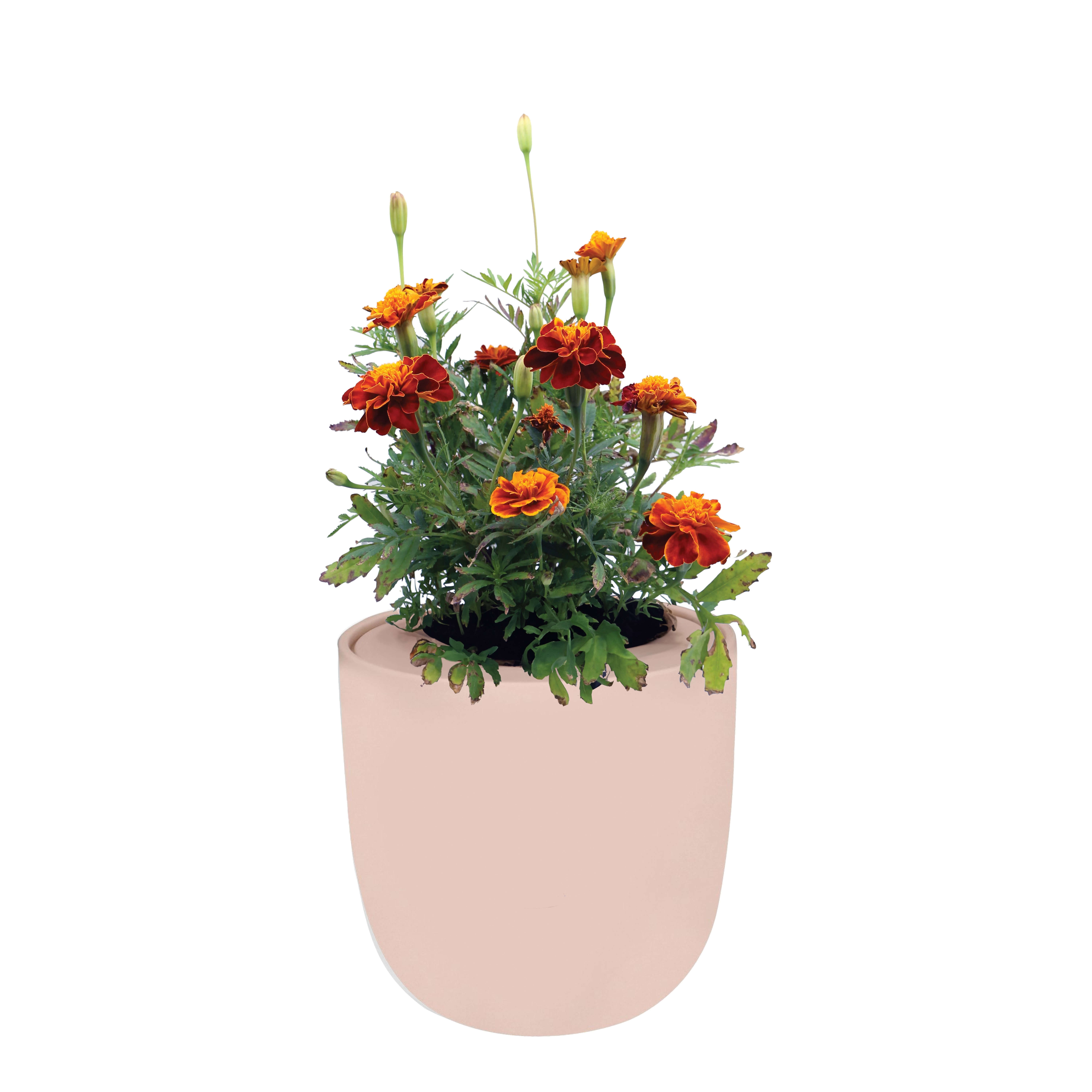 Hydroponic Growing Kit with Pink Ceramic Pot and Seeds - Marigold (French Double Dwarf)