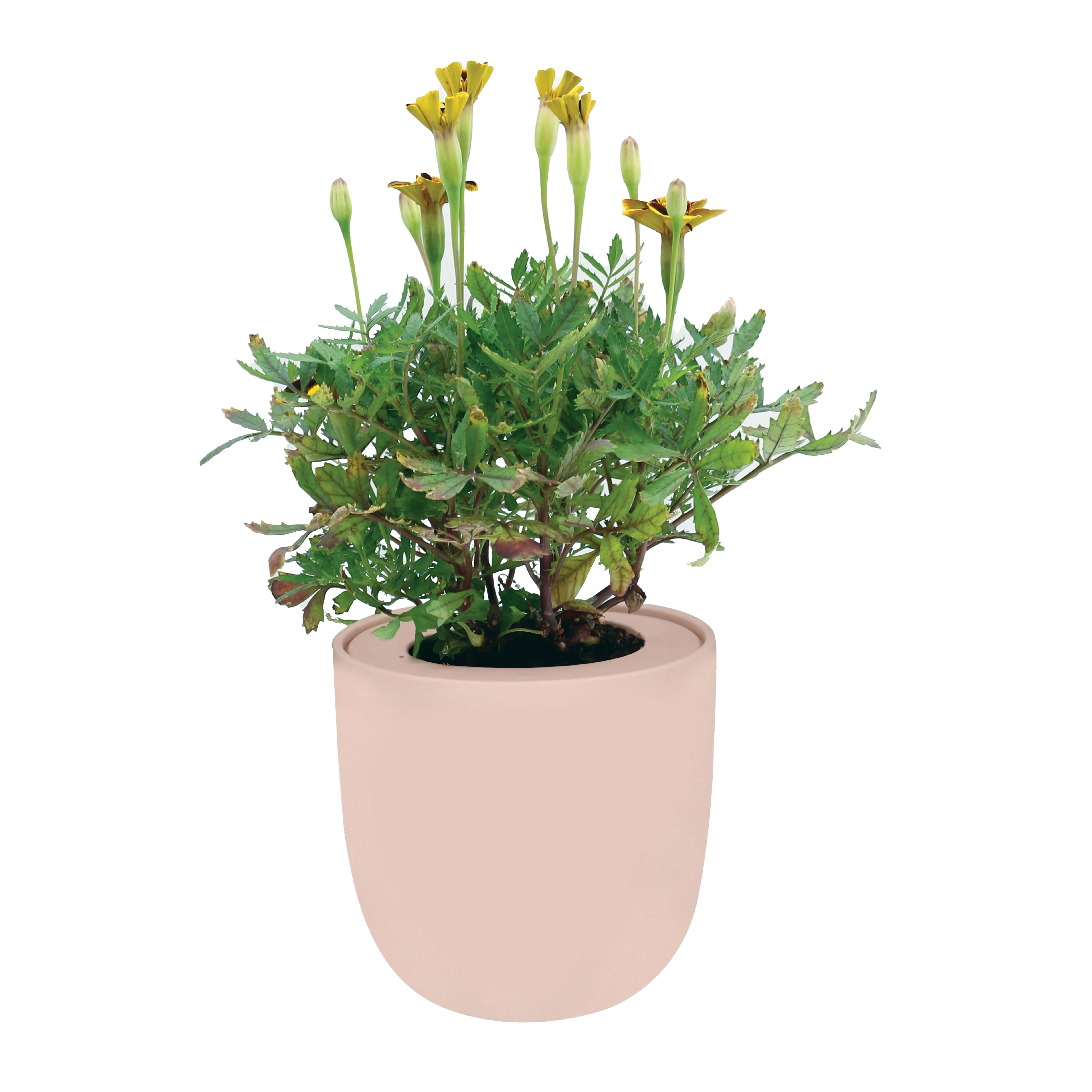 Hydroponic Growing Kit, Self-Watering Garden Starter Kit with Pink Ceramic Pot and Seeds - Marigold (Red Knight)