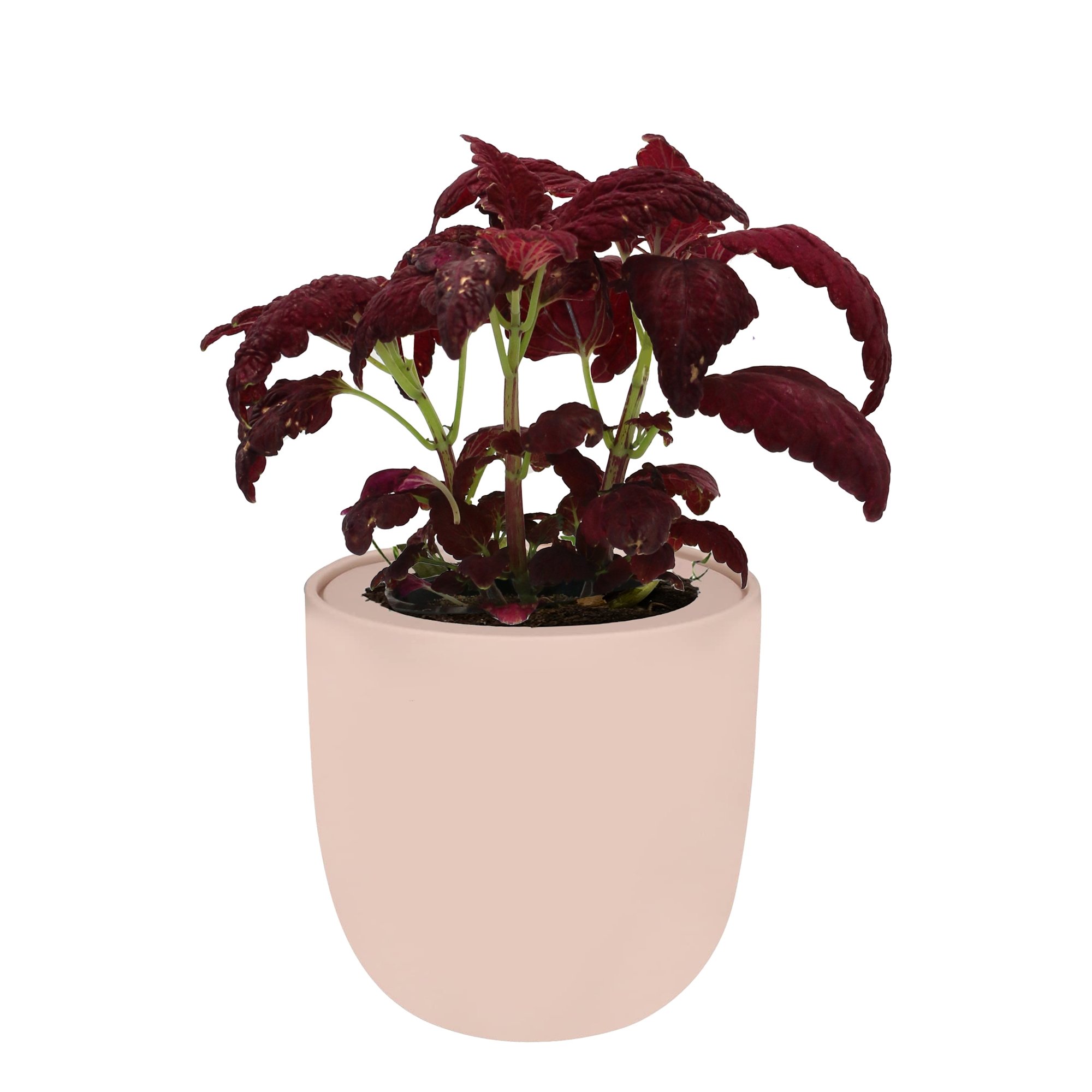 Coleus Black Dragon Hydroponic Kit