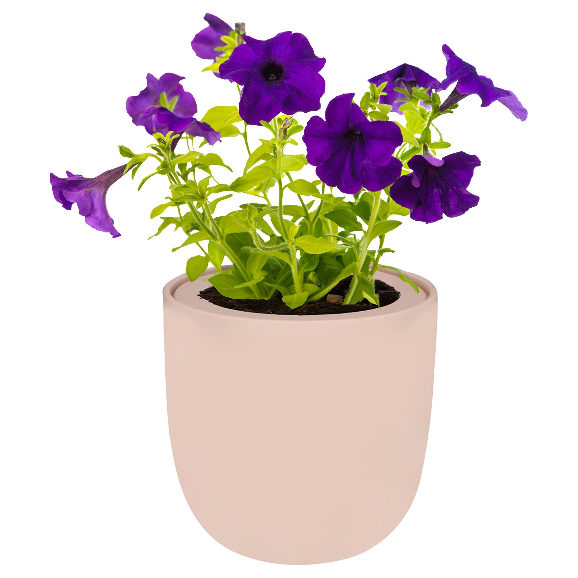 Hydroponic Growing Kit with Pink Ceramic Pot and Seeds (P-Viola (Johnny Jump Up)