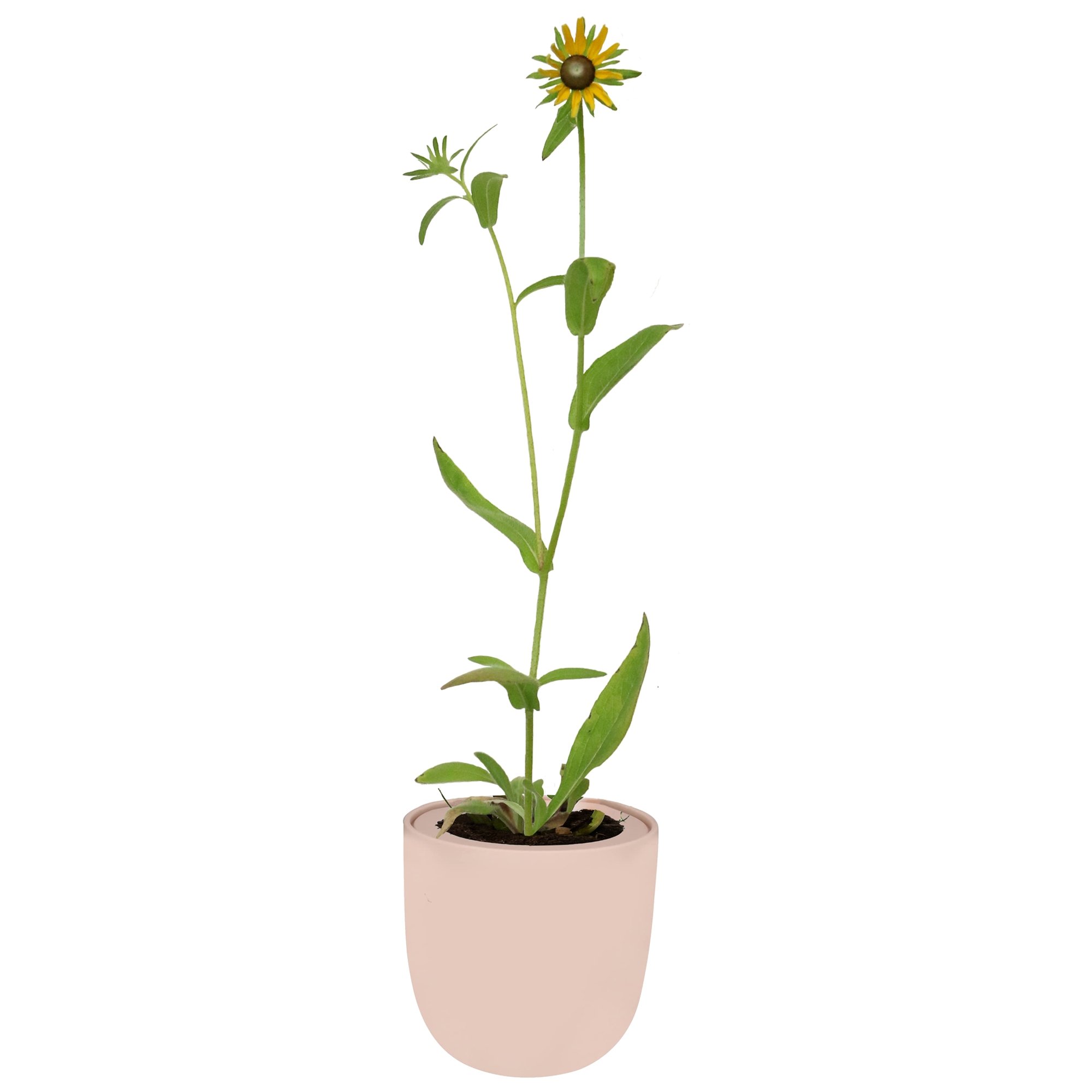 Hydroponic Growing Kit with Pink Ceramic Pot and Seeds (P-Black Eyed Susan)