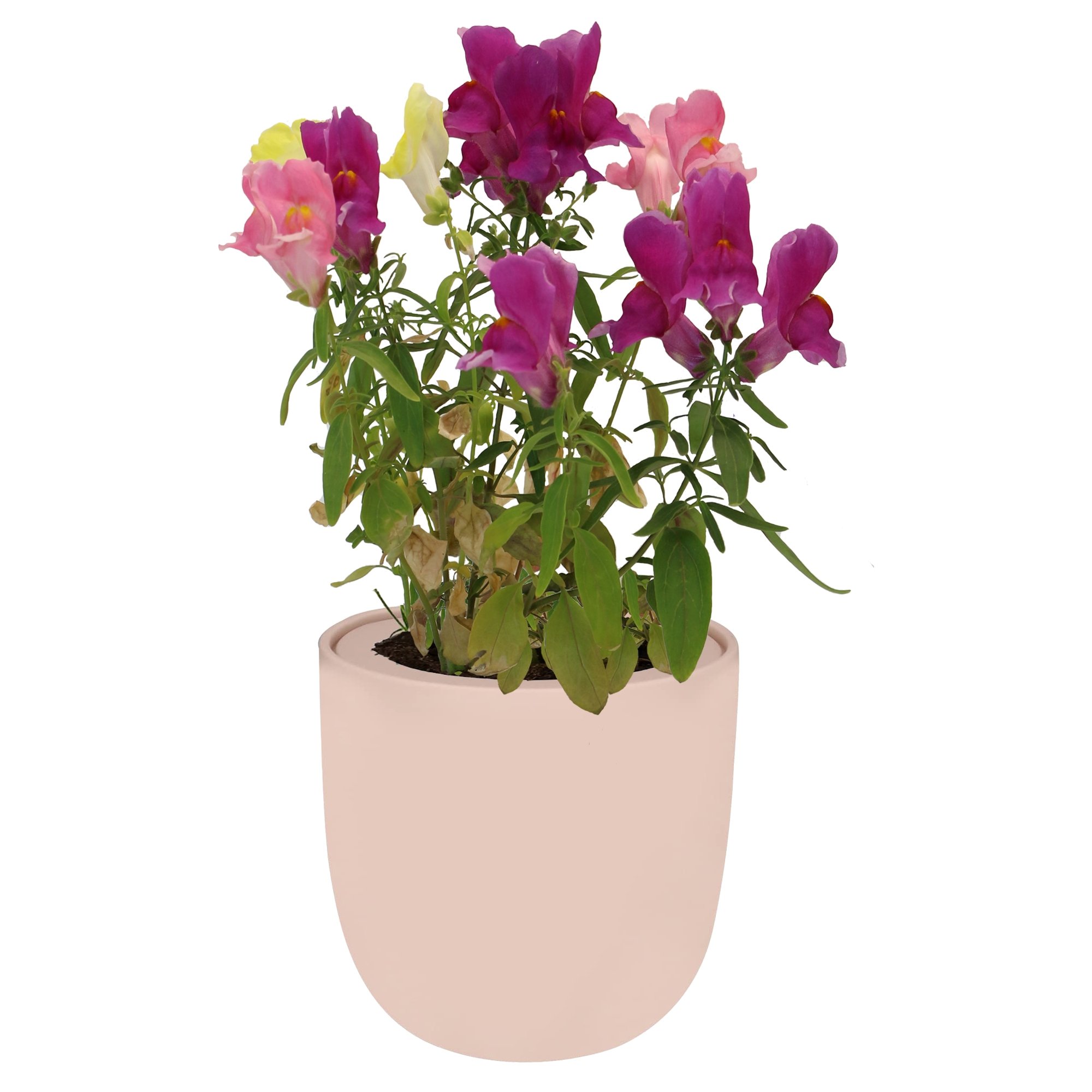 Hydroponic Growing Kit with Pink Ceramic Pot and Seeds (P-Snapdragon)