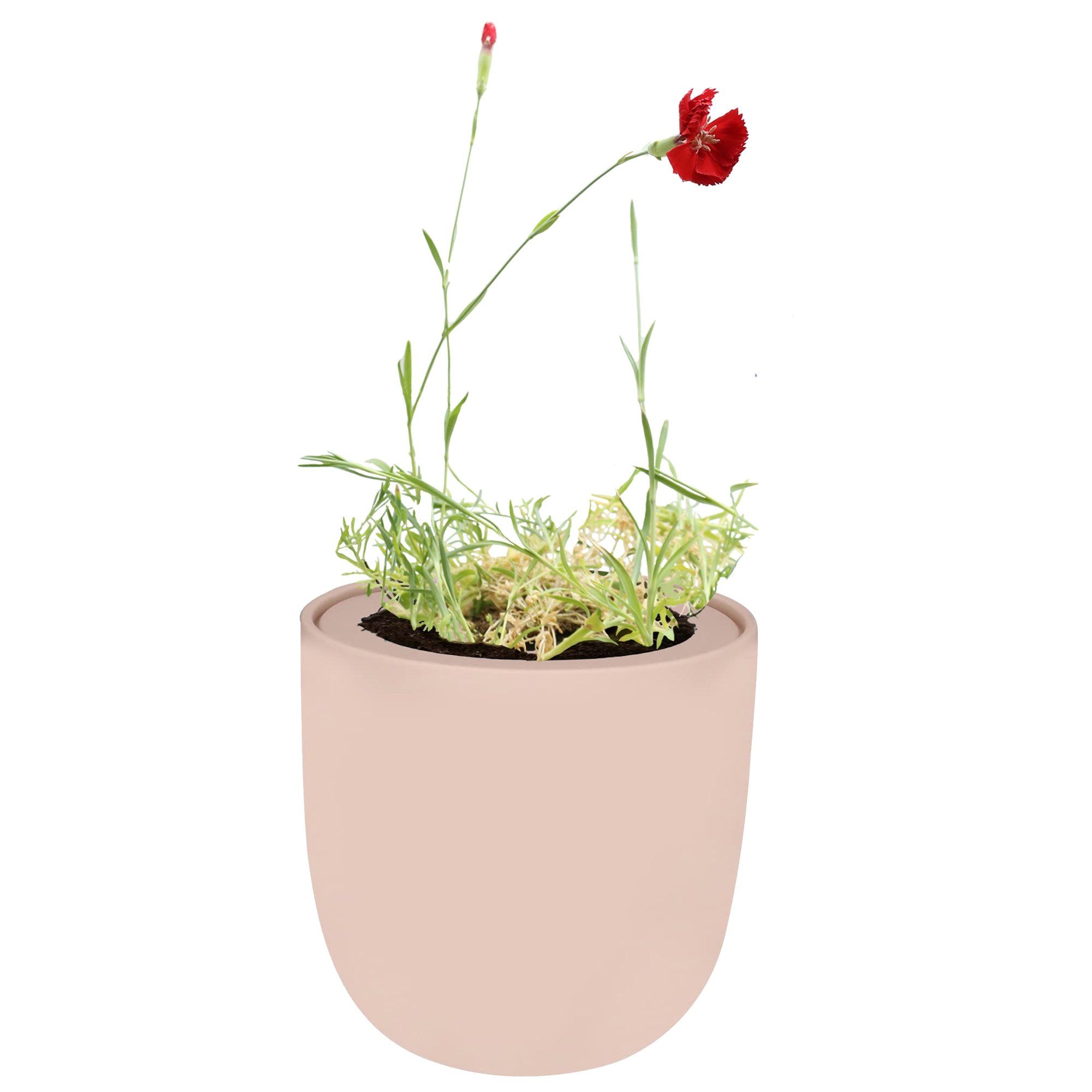 Hydroponic Growing Kit with Pink Ceramic Pot and Seeds (P-Carnation (Chabaud Giant Red))