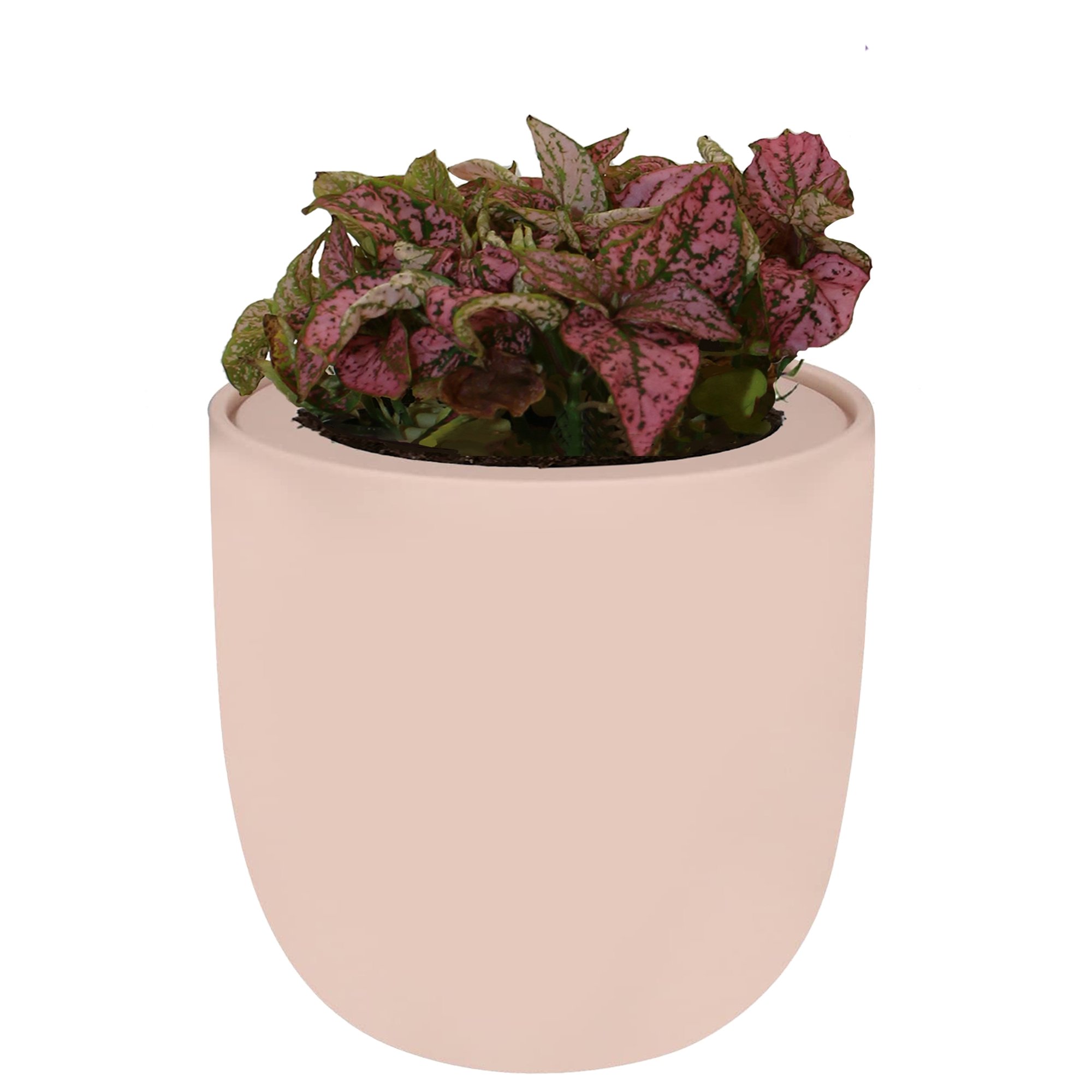 Hydroponic Growing Kit with Pink Ceramic Pot and Seeds (P-Pink Polka Dot Hypoestes)