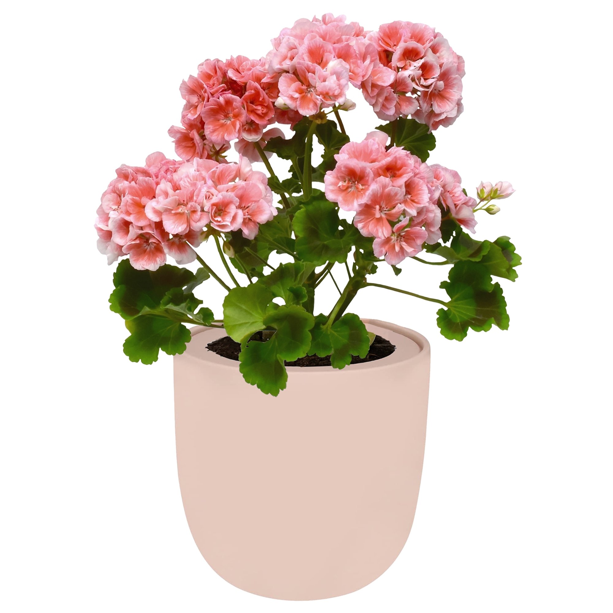 Geranium Mix Seeds Pink Ceramic Pot Hydroponic Growing Kit with Seeds