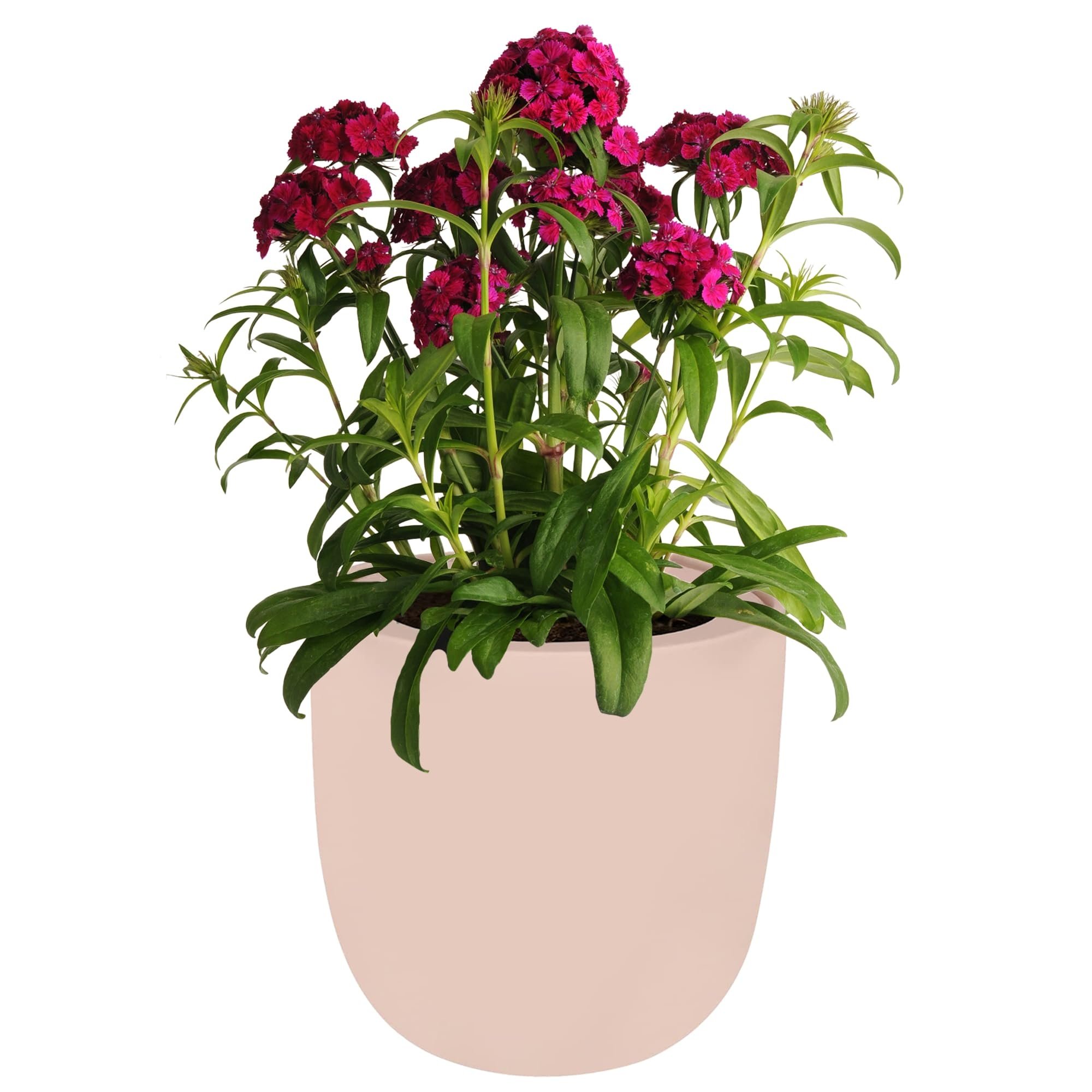 Hydroponic Growing Kit with Pink Ceramic Pot and Seeds (P-Diahthus Floral lace)
