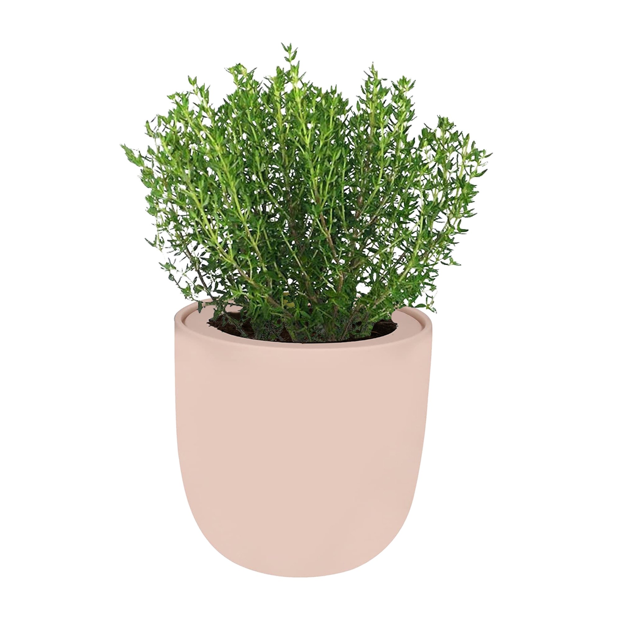 Thyme Pink Ceramic Pot Hydroponic Growing Kit with Seeds