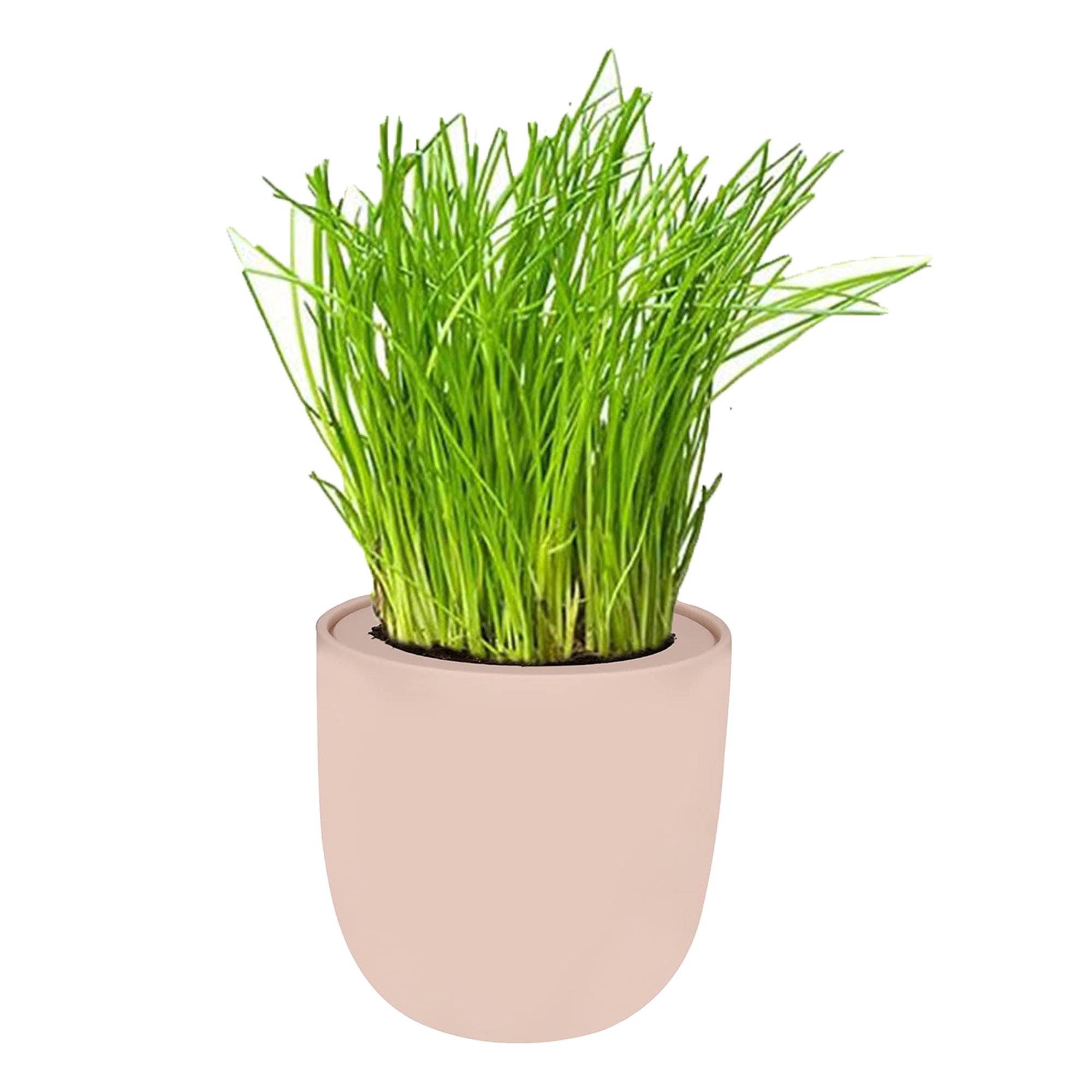 Chives Pink Ceramic Pot Hydroponic Growing Kit with Seeds